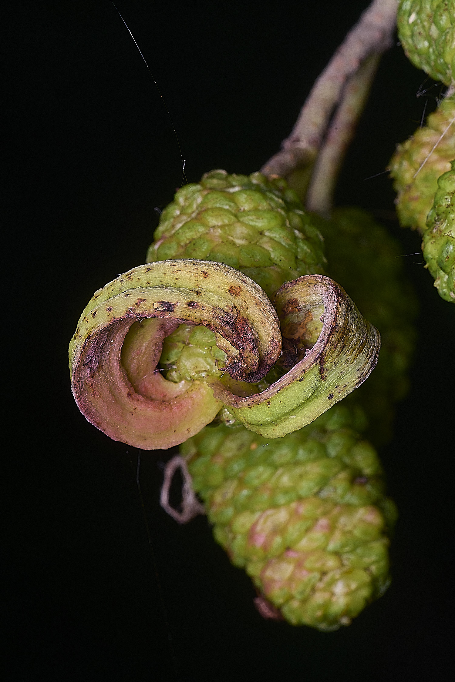 SurlinghamMarshAlderCurl170825-3