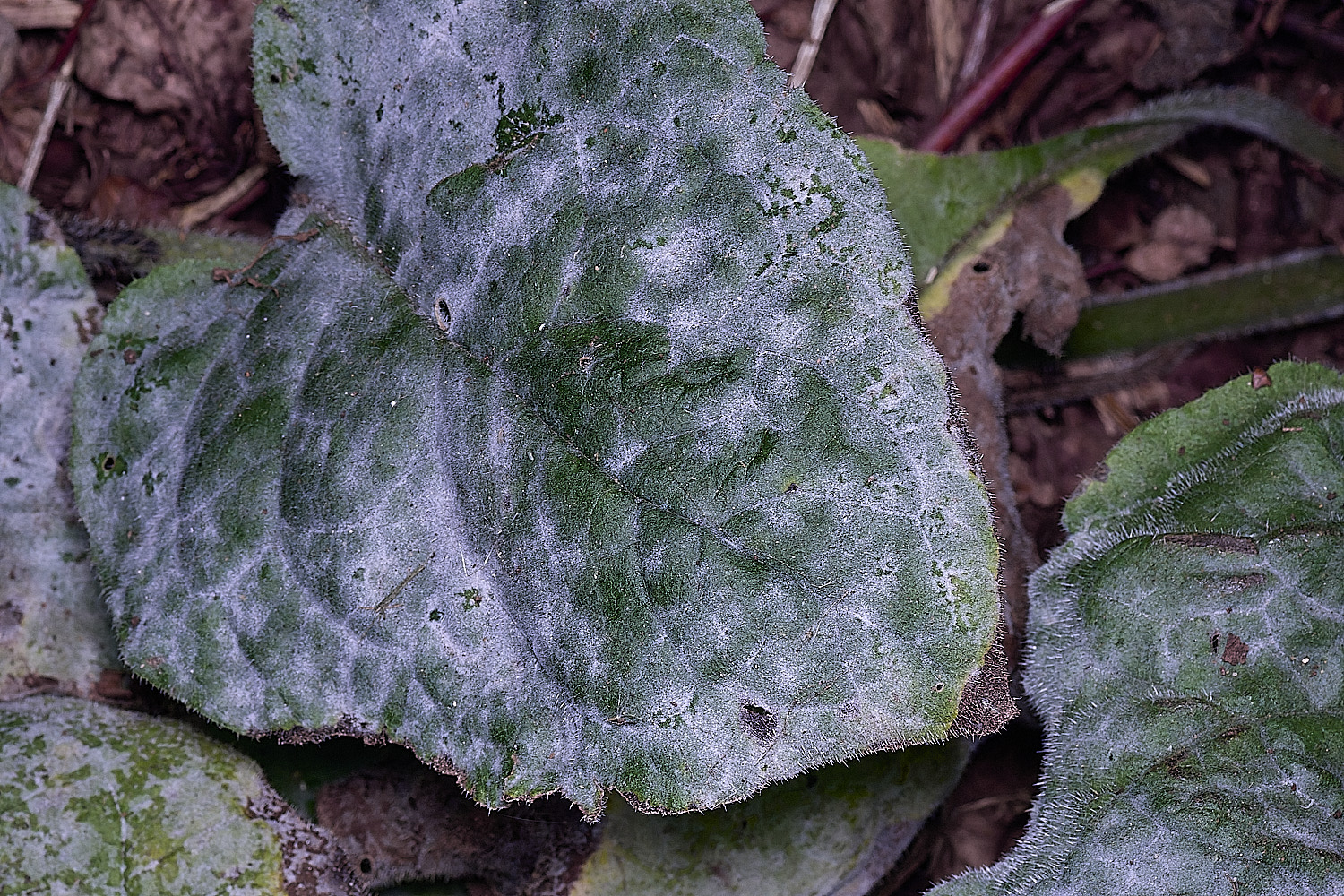 SurlinghamMarshAlkanetErysiphe170825-1