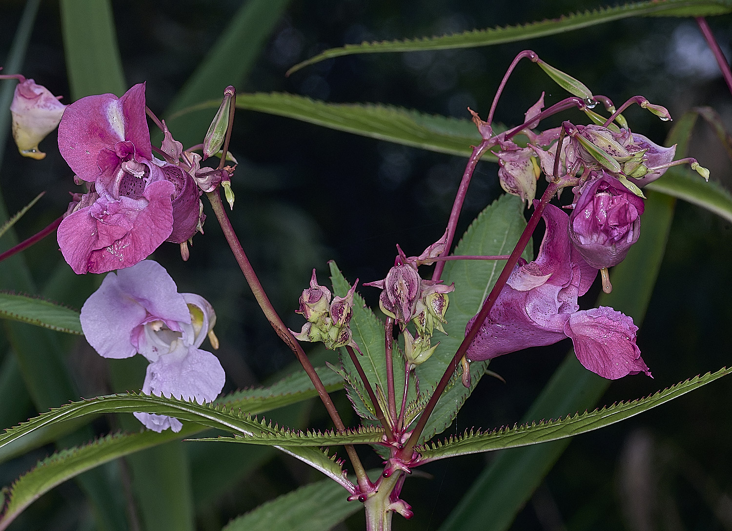 SurlinghamMarshBalsam1170825-1