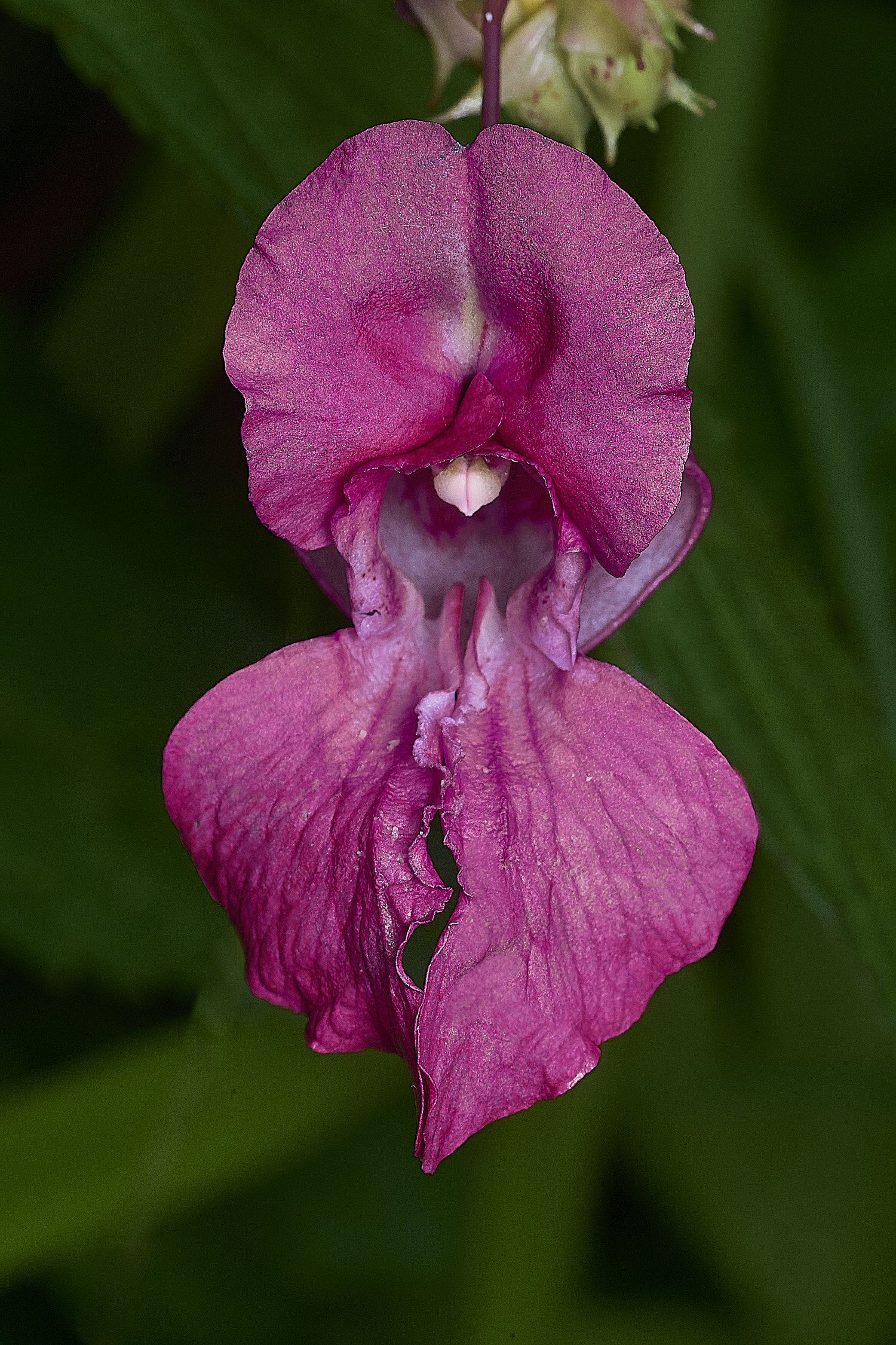 SurlinghamMarshBalsam1170825-2