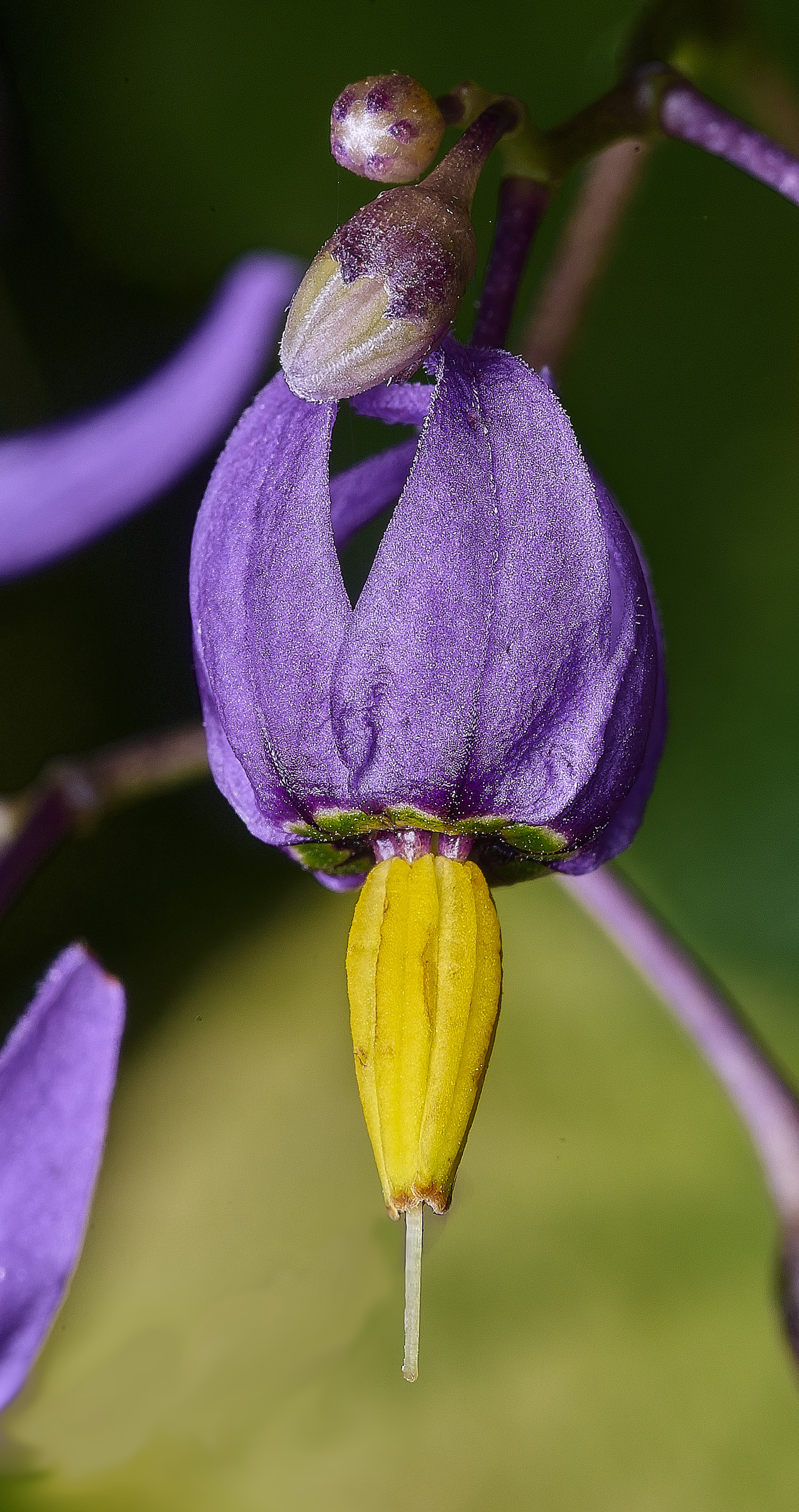 SurlinghamMarshBittersweet170825 3