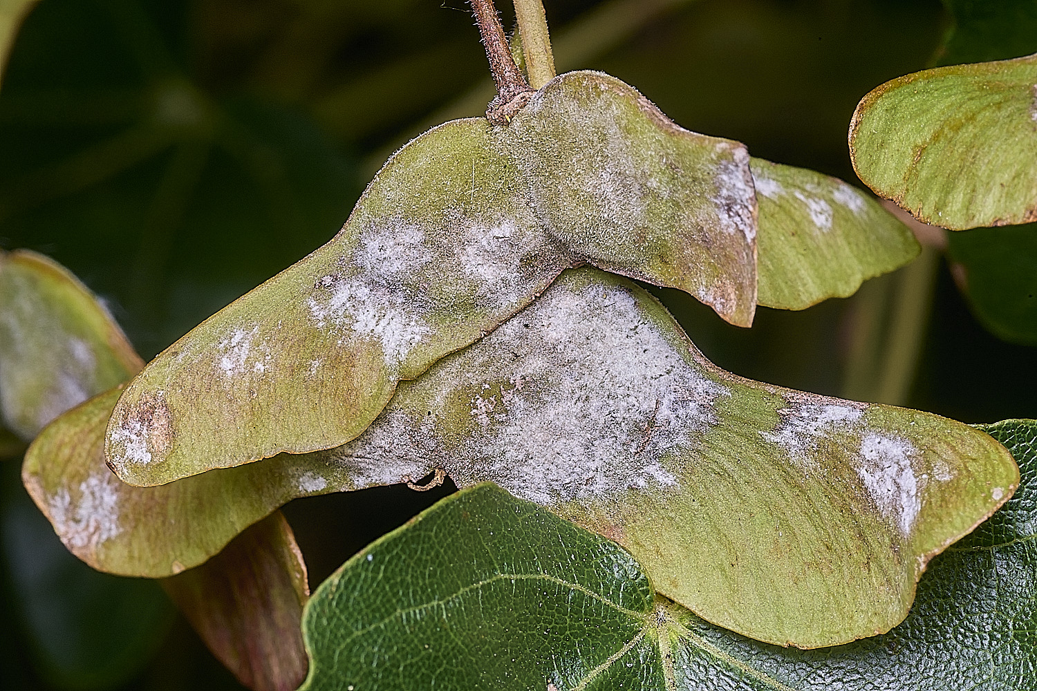 SurlinghamMarshFieldMapleErysiphe170825-1