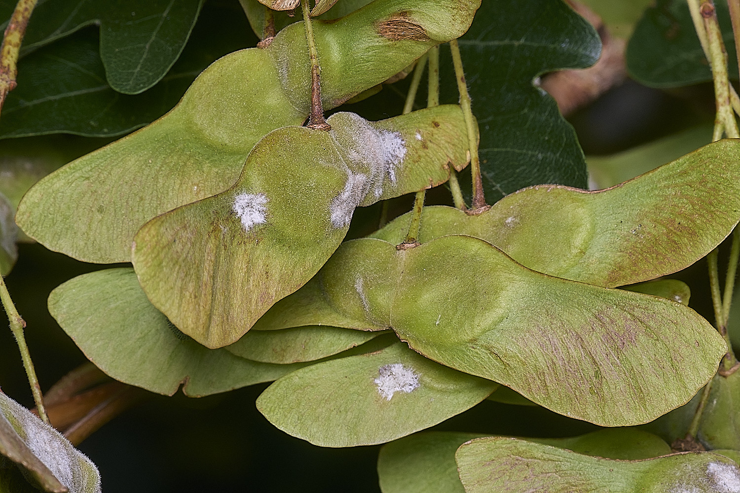 SurlinghamMarshFieldMapleErysiphe170825-2