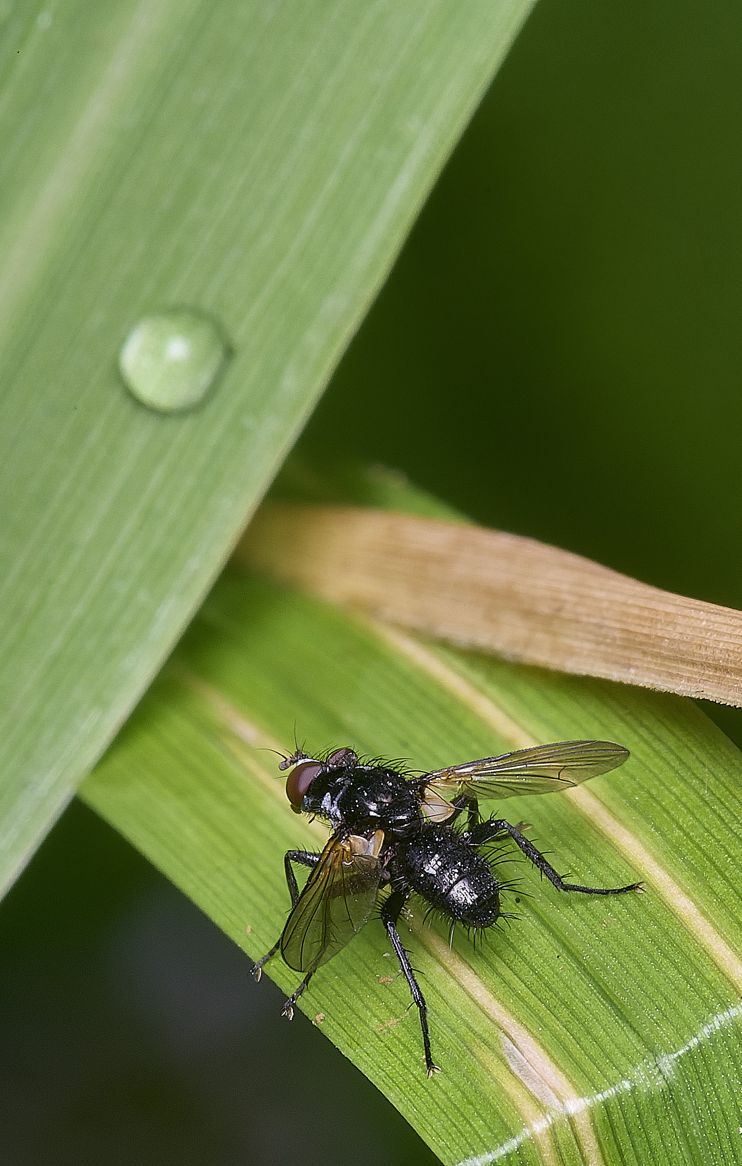 SurlinghamMarshFly3170825-2