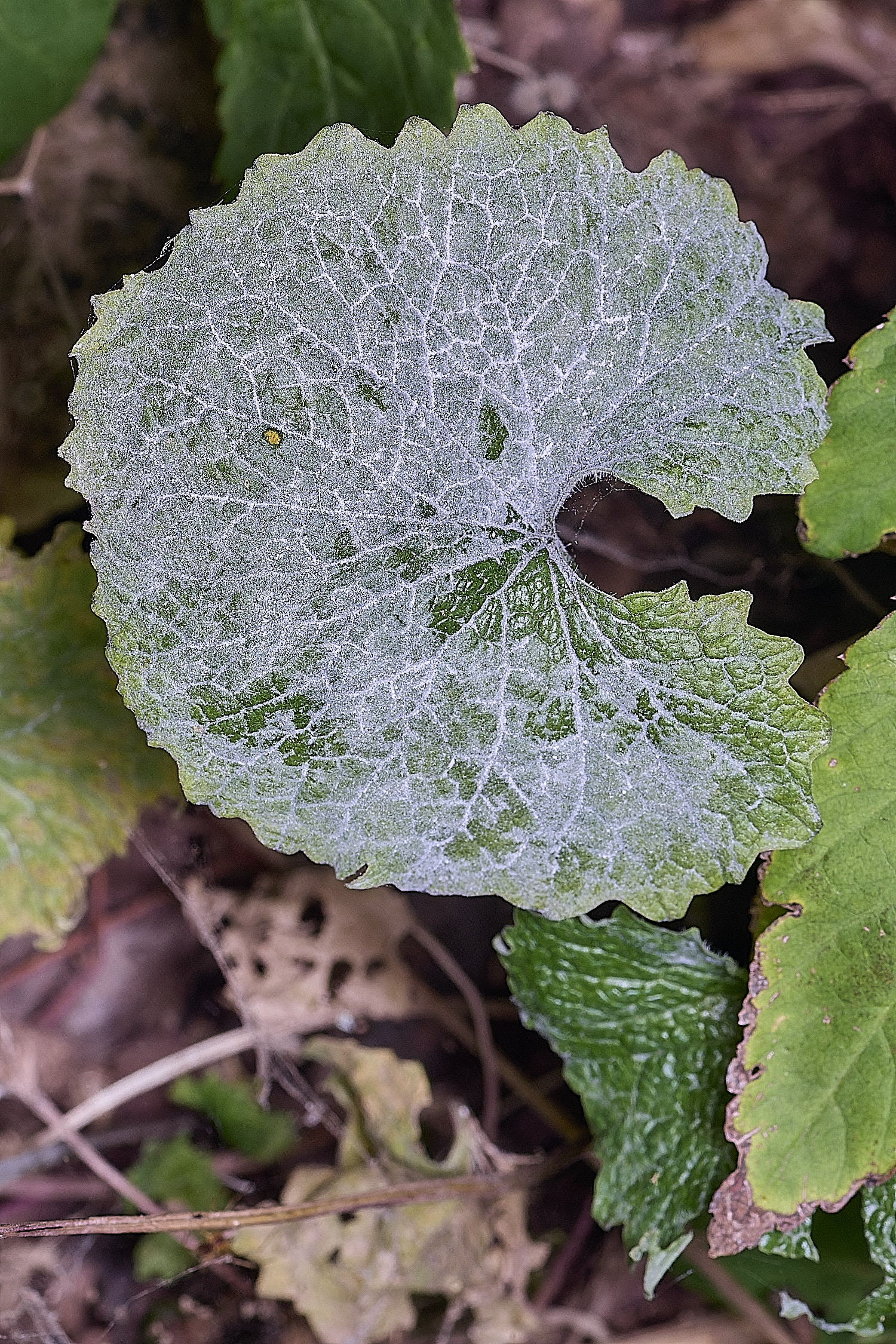 SurlinghamMarshGarlicMustarderysiphe170825-1
