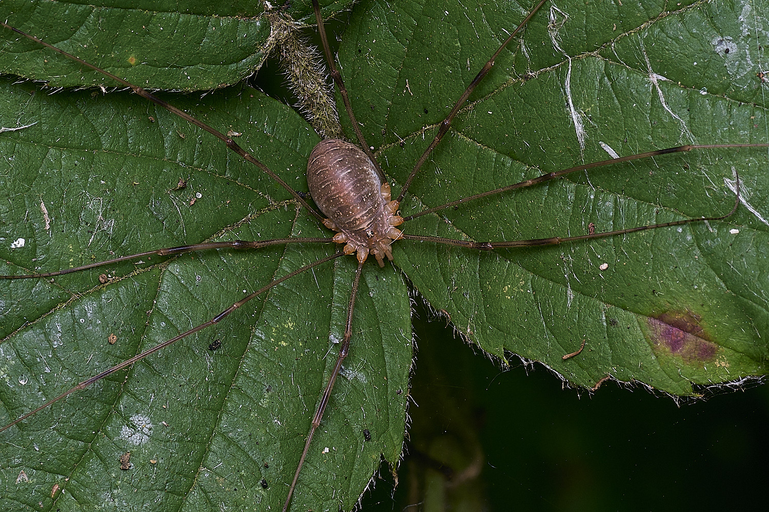 SurlinghamMarshHarvestmen170825-2
