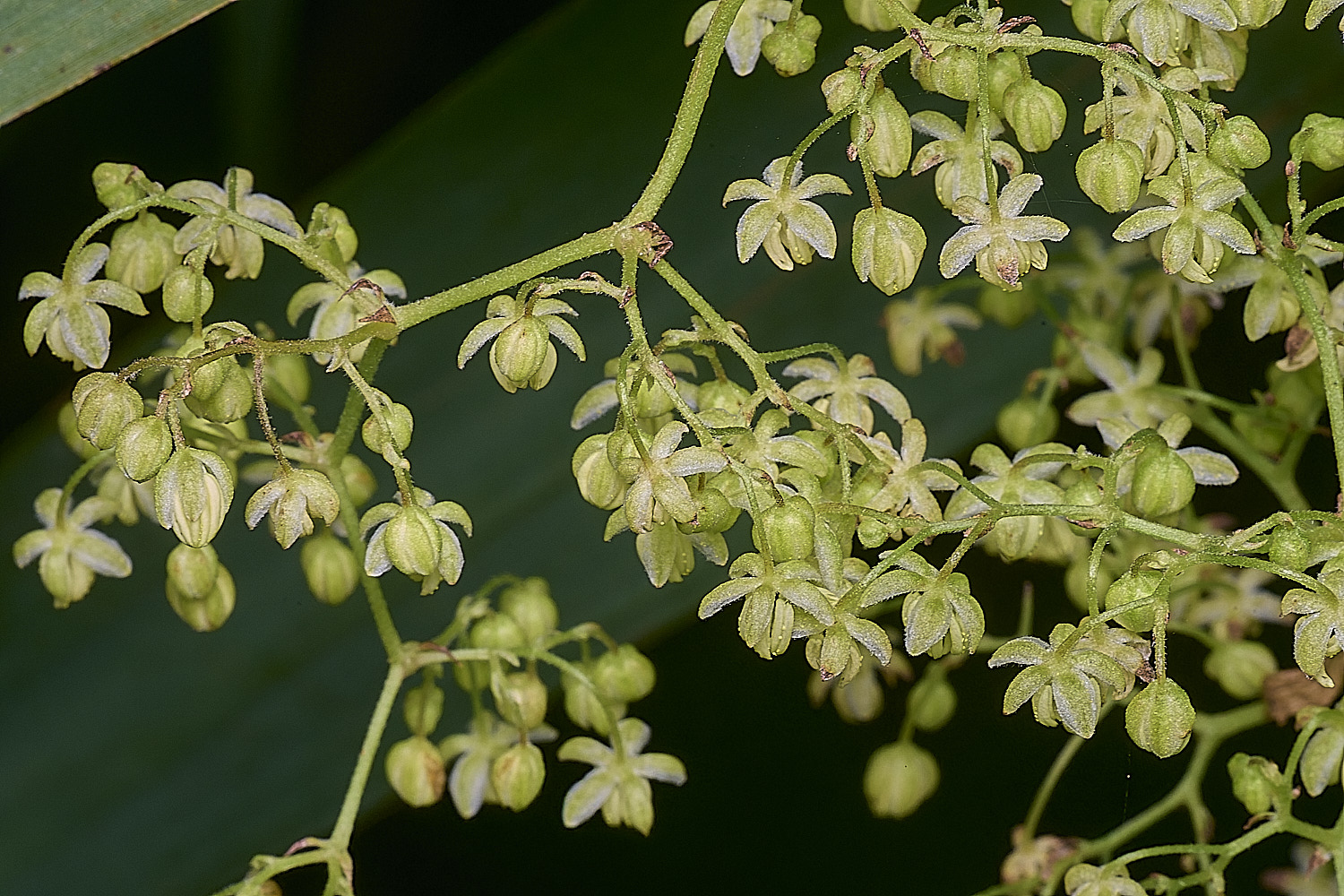 SurlinghamMarshHop170825-2