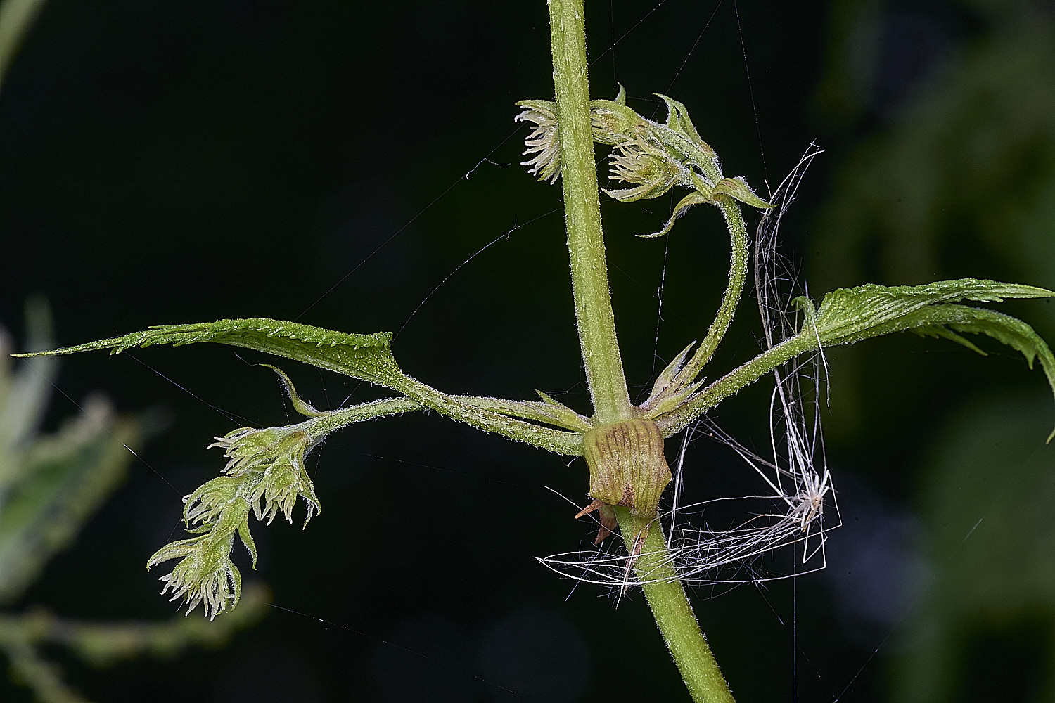 SurlinghamMarshHop170825-3