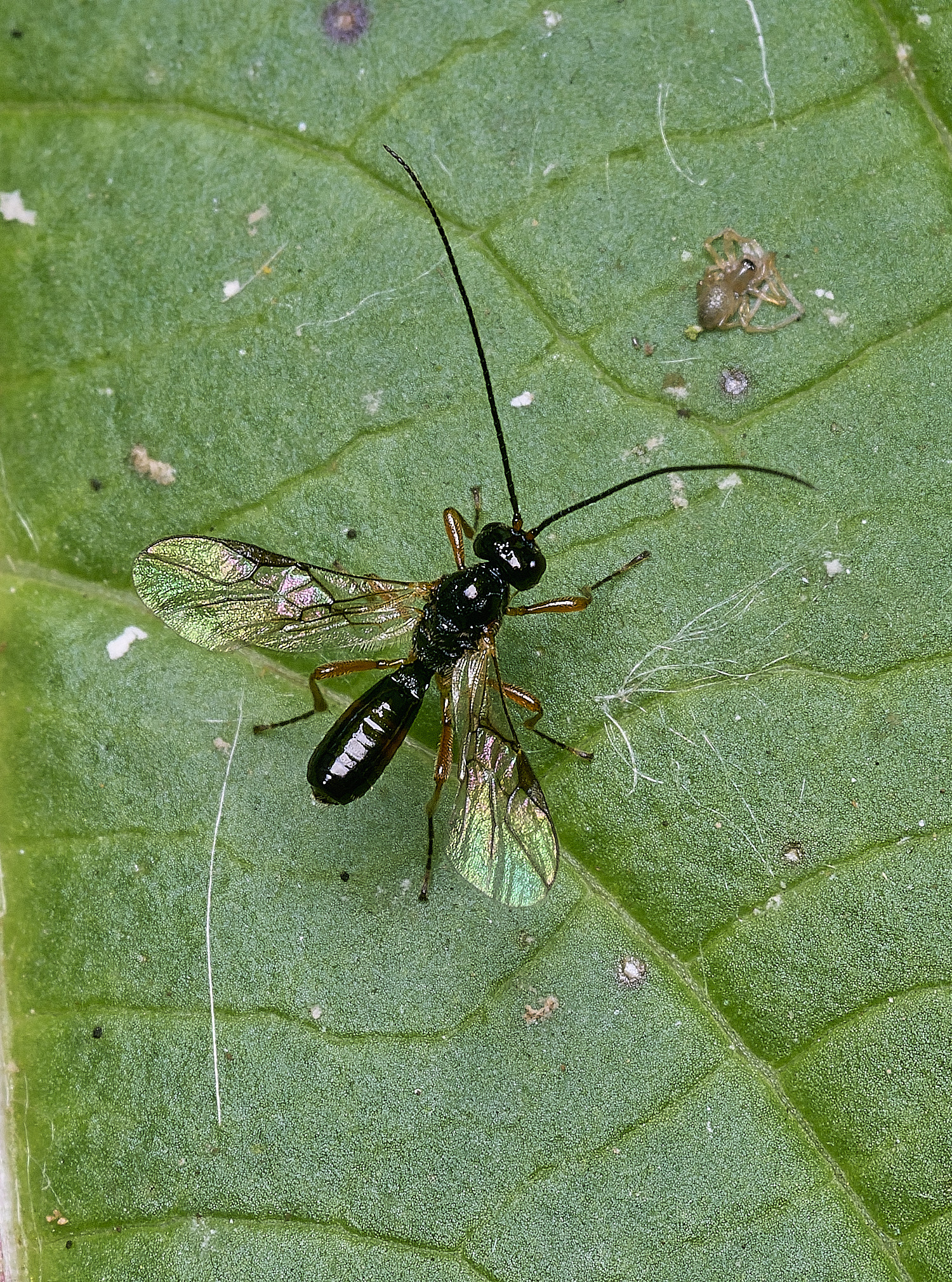 SurlinghamMarshIchneumon2170825-1