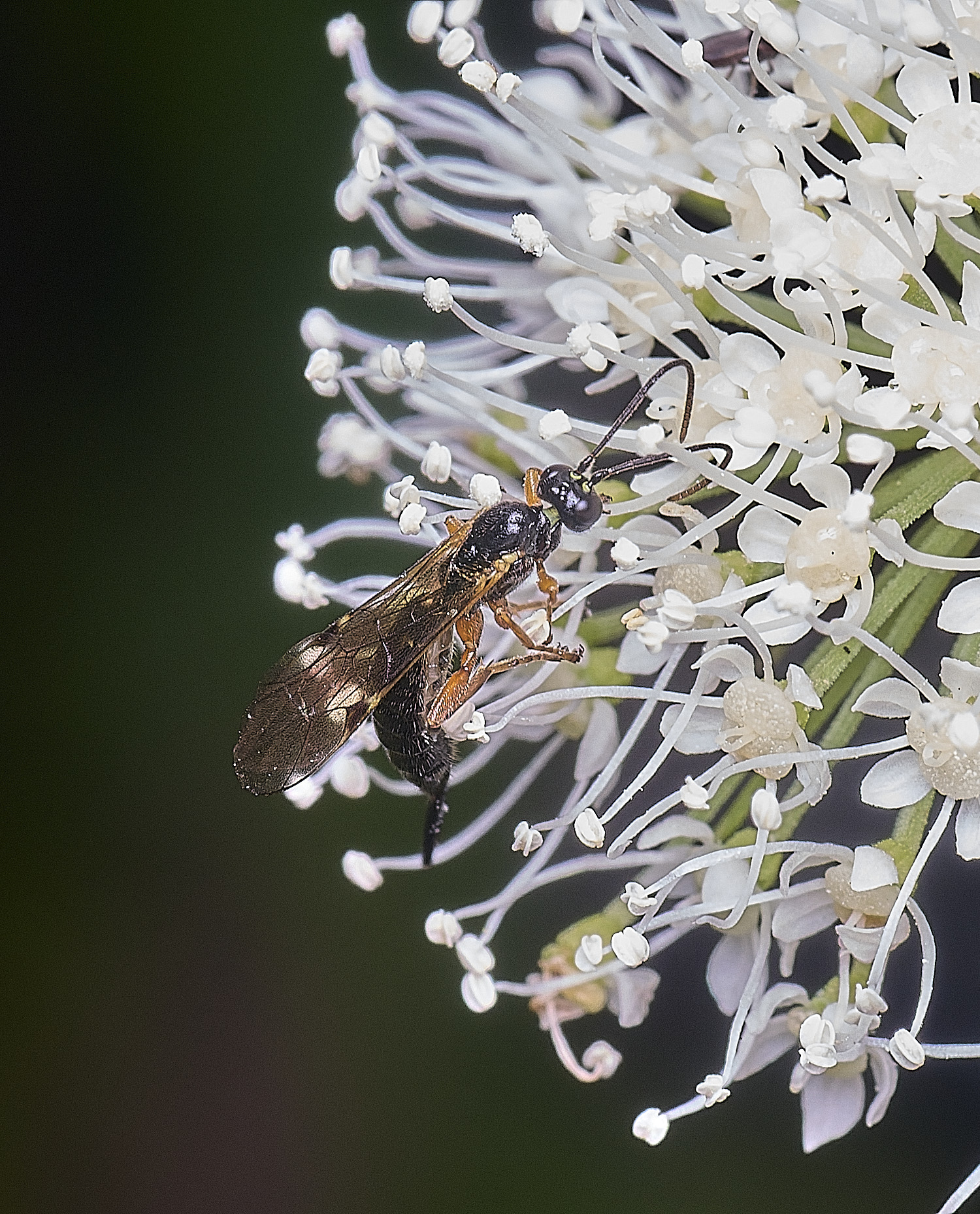 SurlinghamMarshIchneumonSP170825-1