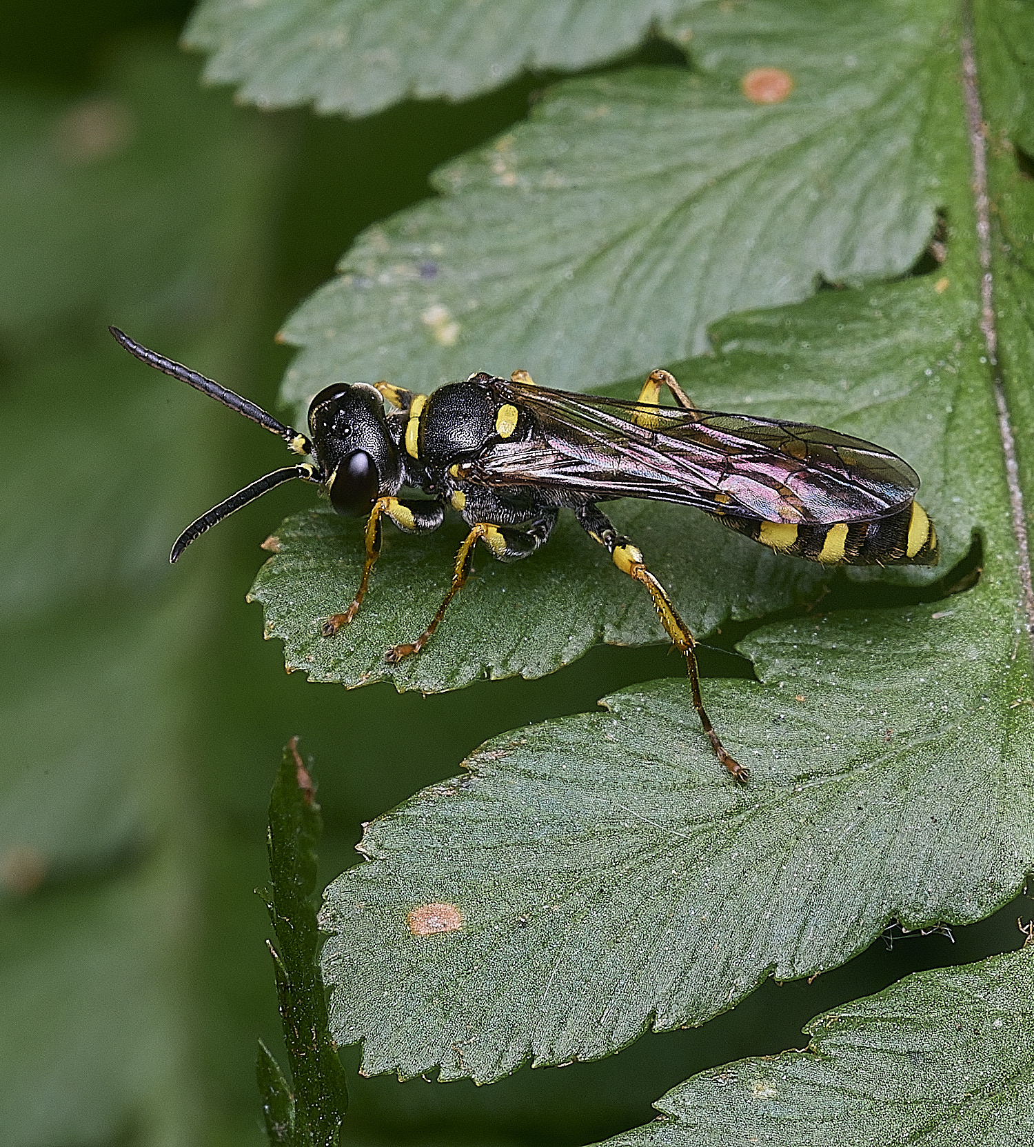 SurlinghamMarshMarvensis170825-1
