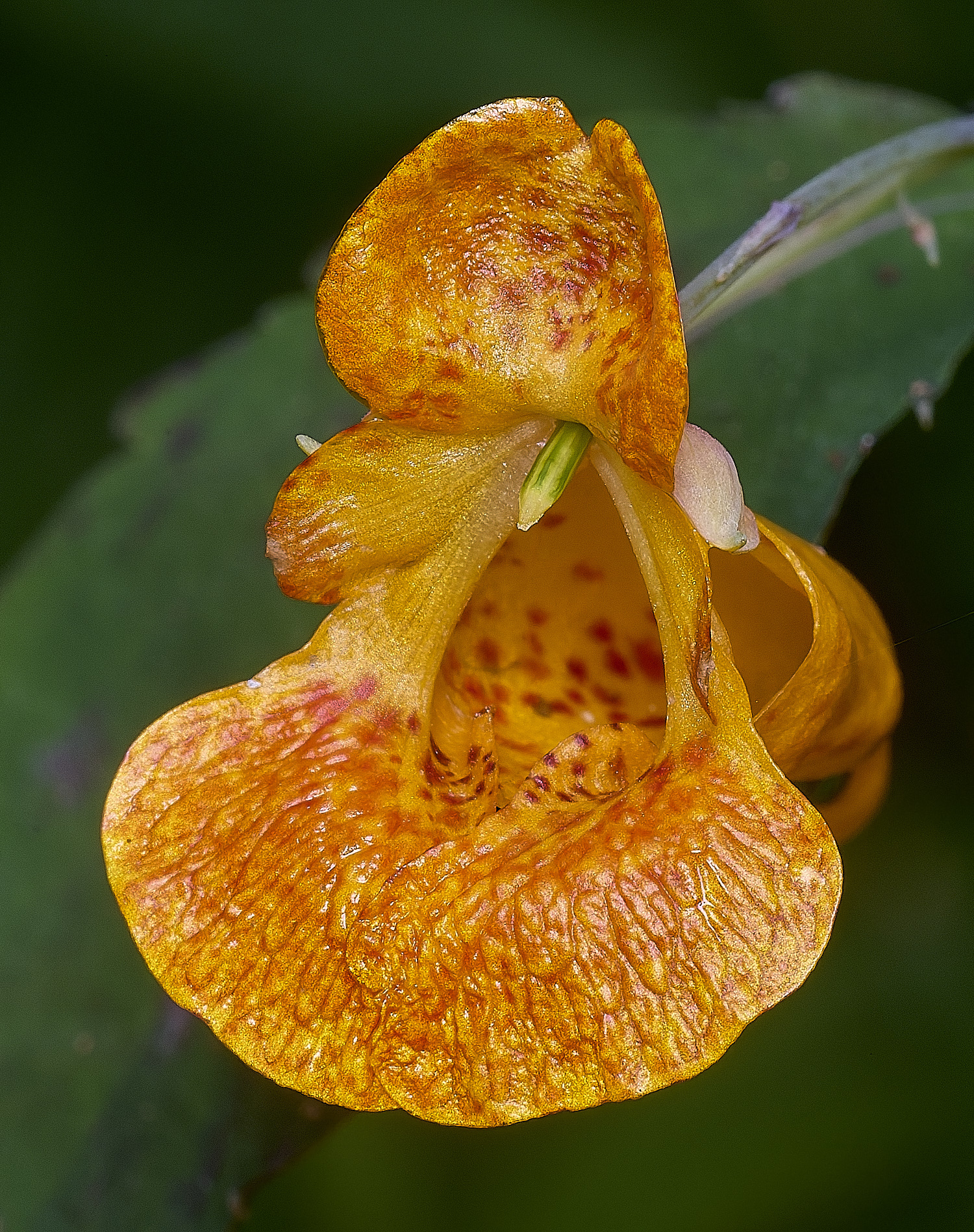 SurlinghamMarshOrangeBalsam170825-1