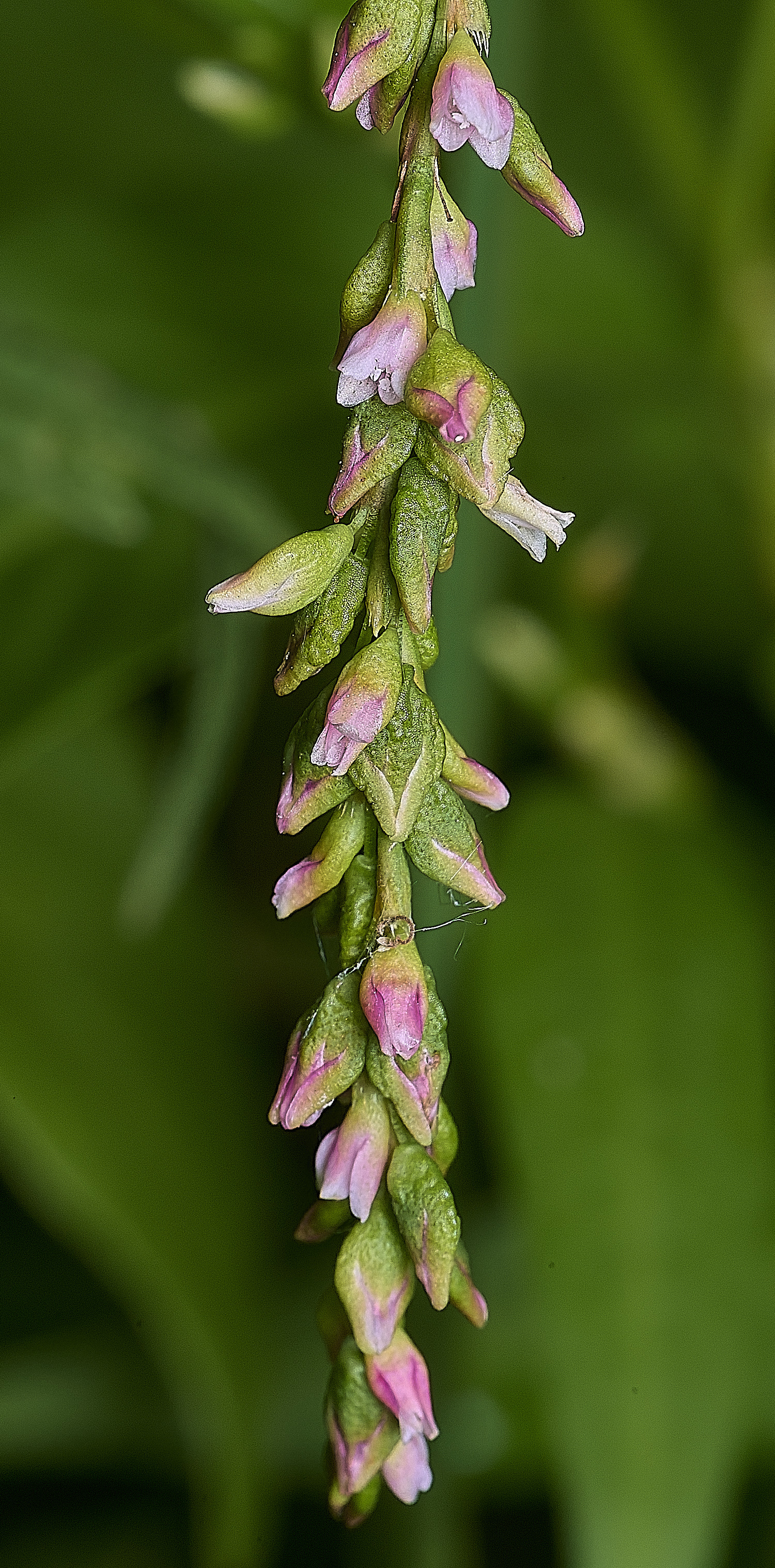 SurlinghamMarshPepper170825