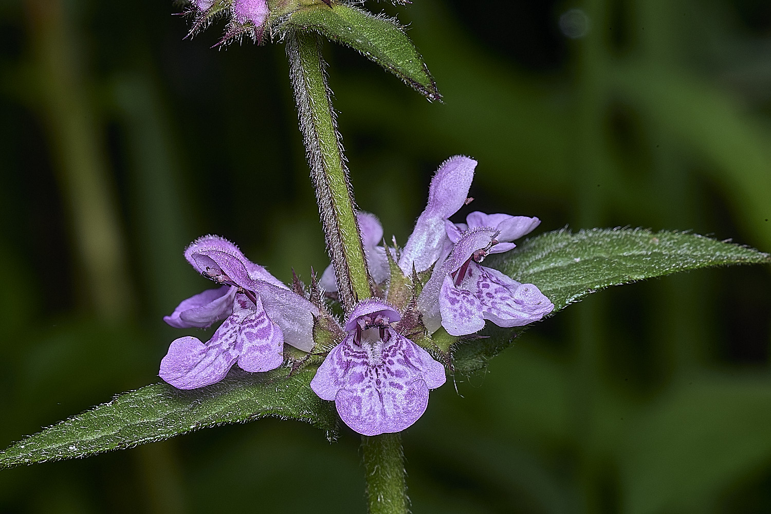 SurlinghamMarshPlant170825-1