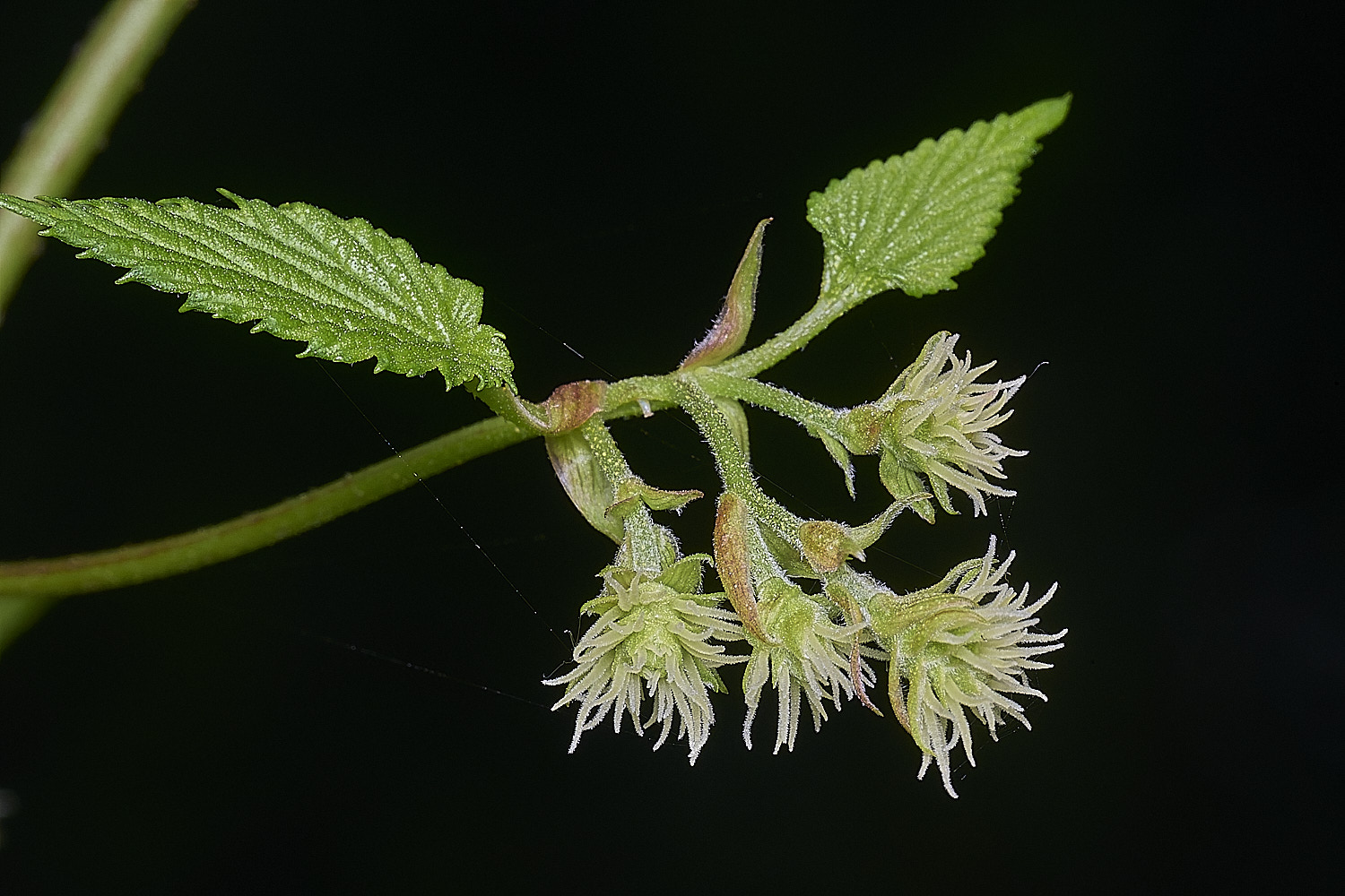 SurlinghamMarshProsarum170825-4