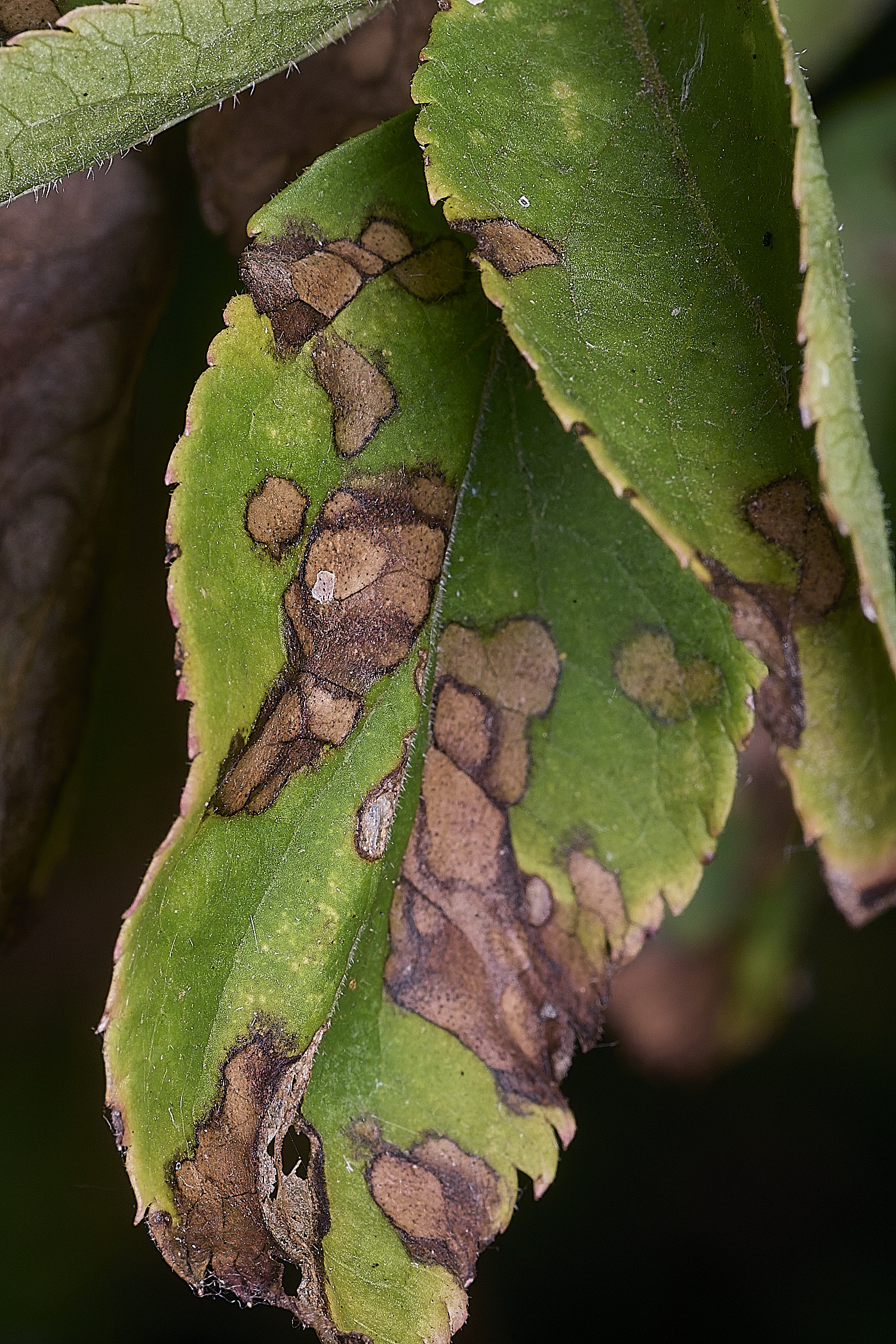 SurlinghamMarshRust170825-2