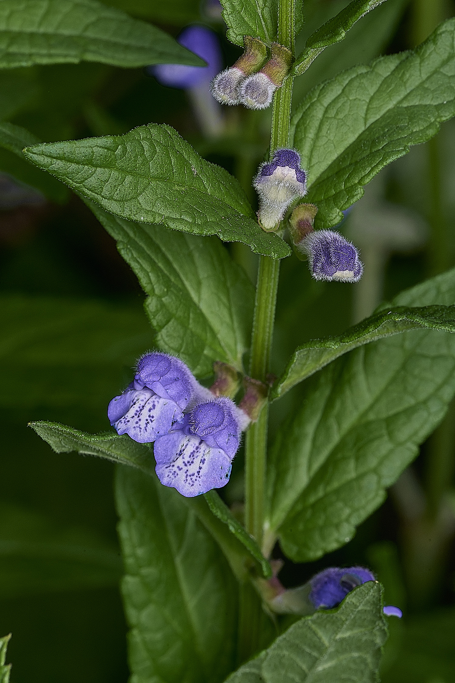 SurlinghamMarshSkullcap170825-1