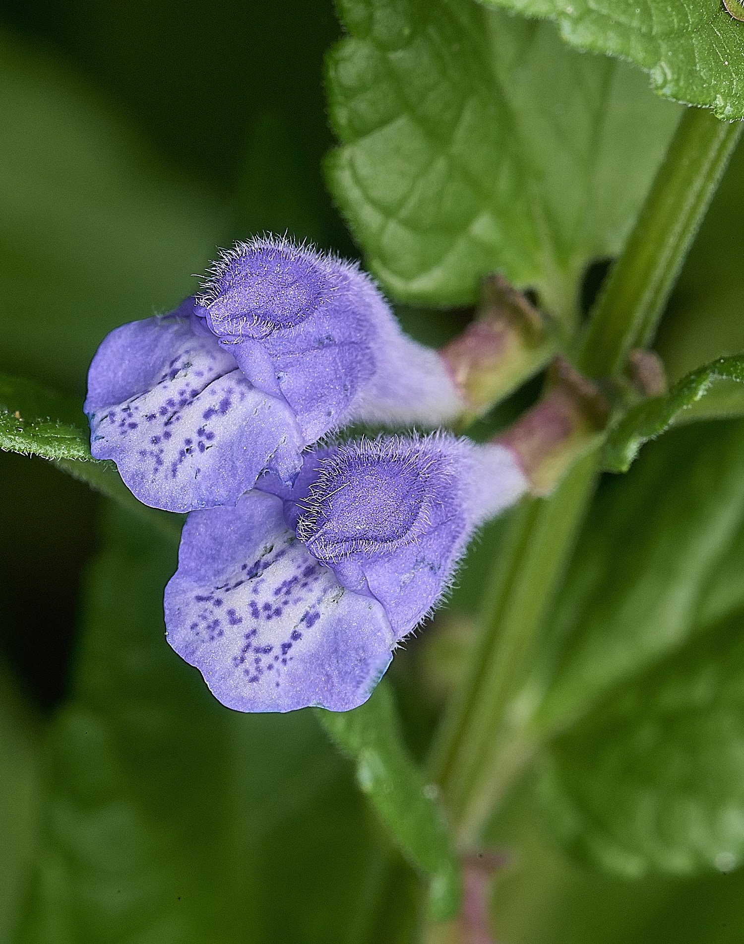 SurlinghamMarshSkullcap170825-2