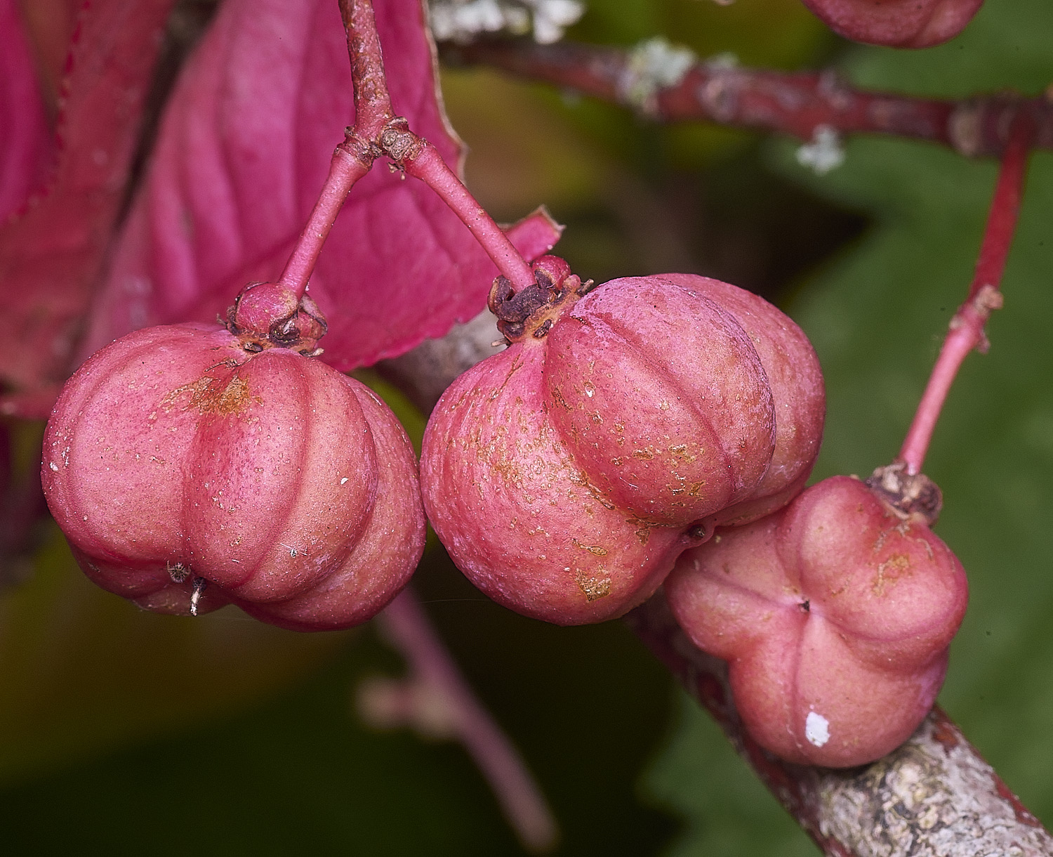 SurlinghamMarshSpindle170825-2