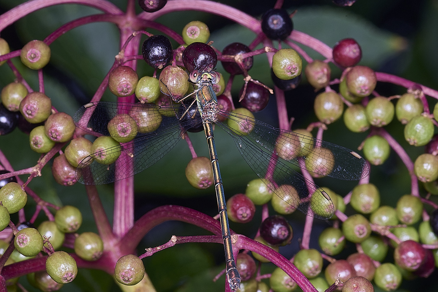 SurlinghamMarshWillowEmerald170825-1