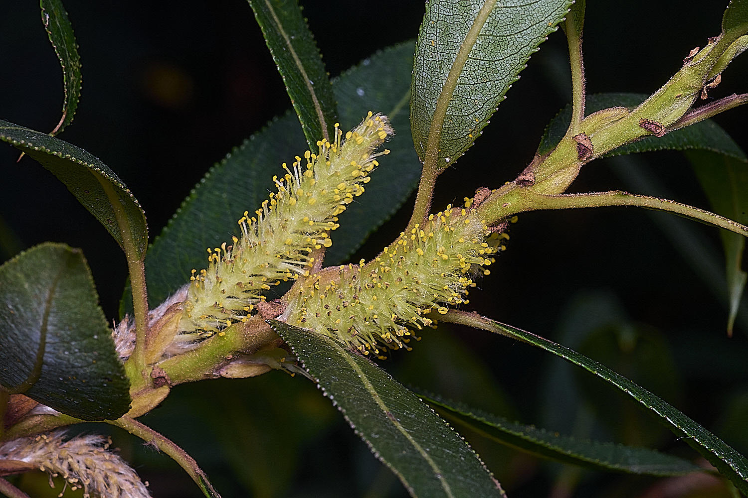 SurlinghamMarshWillowSp170825-1