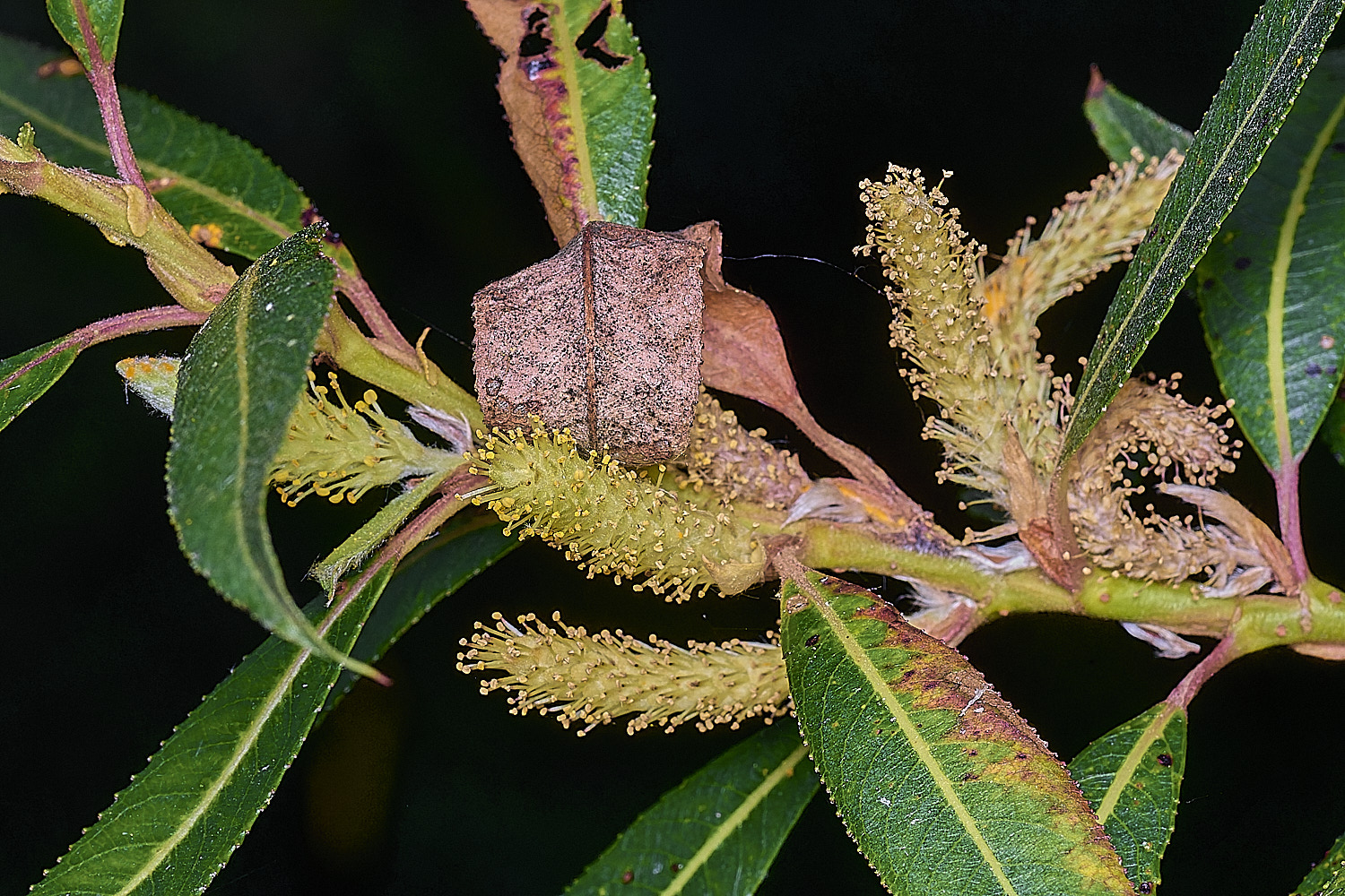 SurlinghamMarshWillowSp170825-2