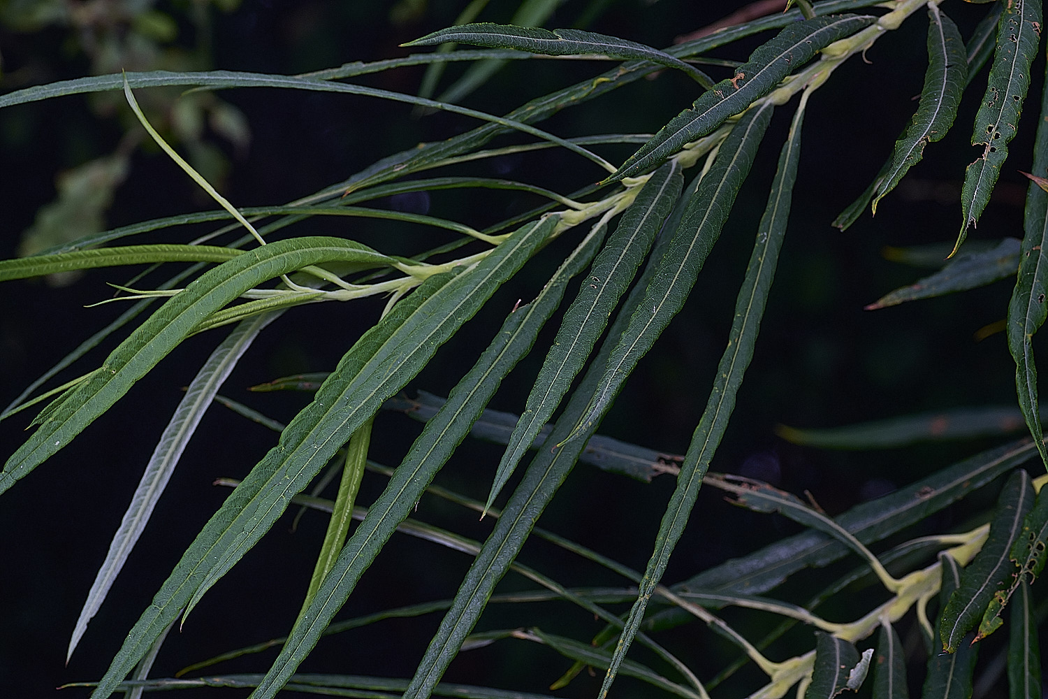 SurlinghamMarshWillowSp2170825-3