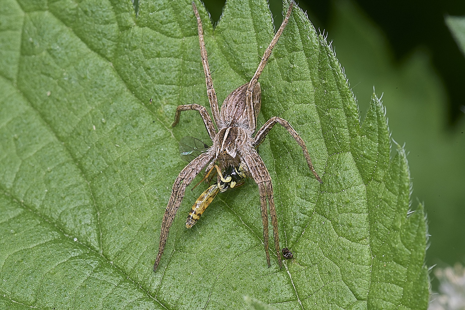 ThirsfordNurseryWebSpider050925-1
