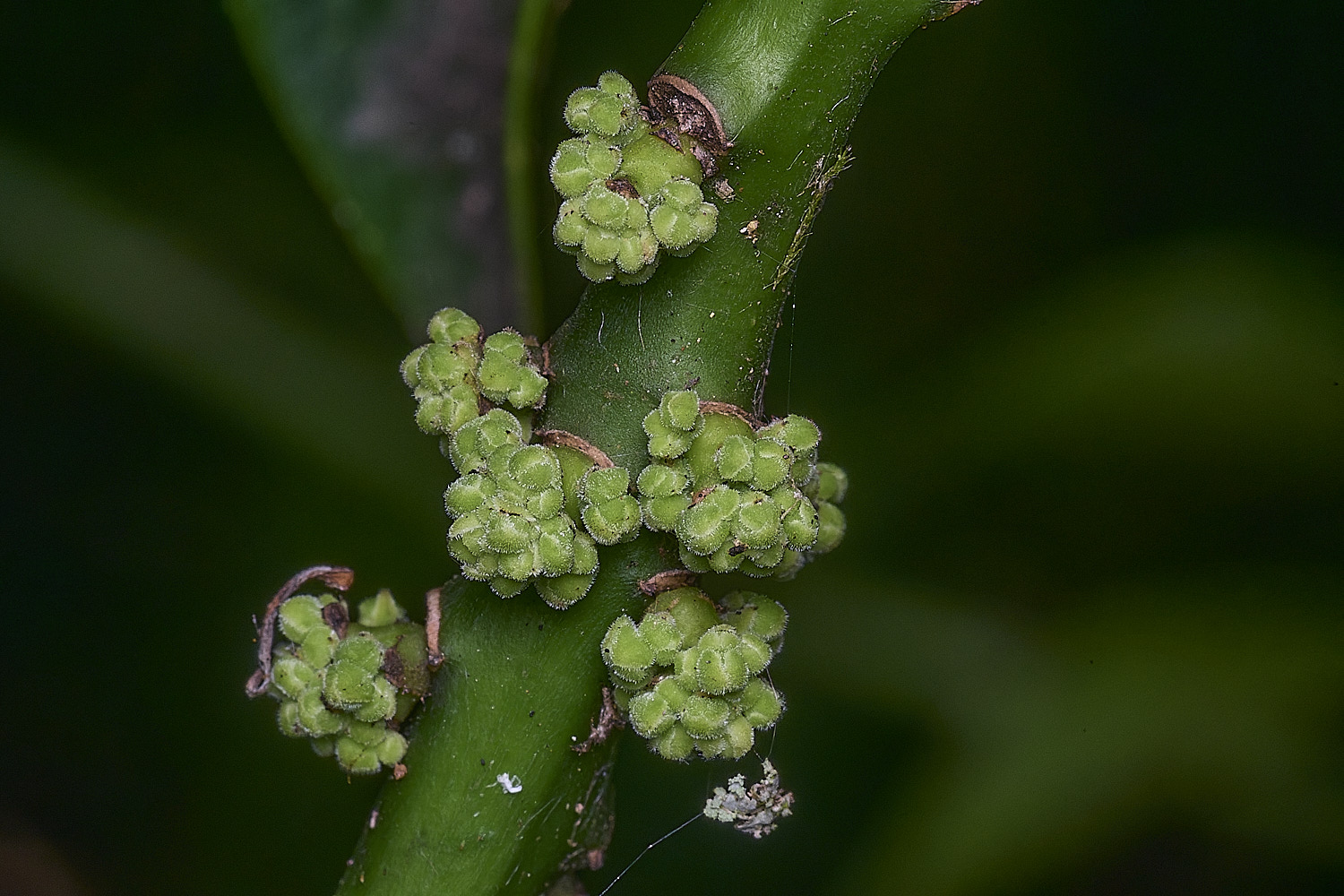 ThirsfordWoodHolly050925-1