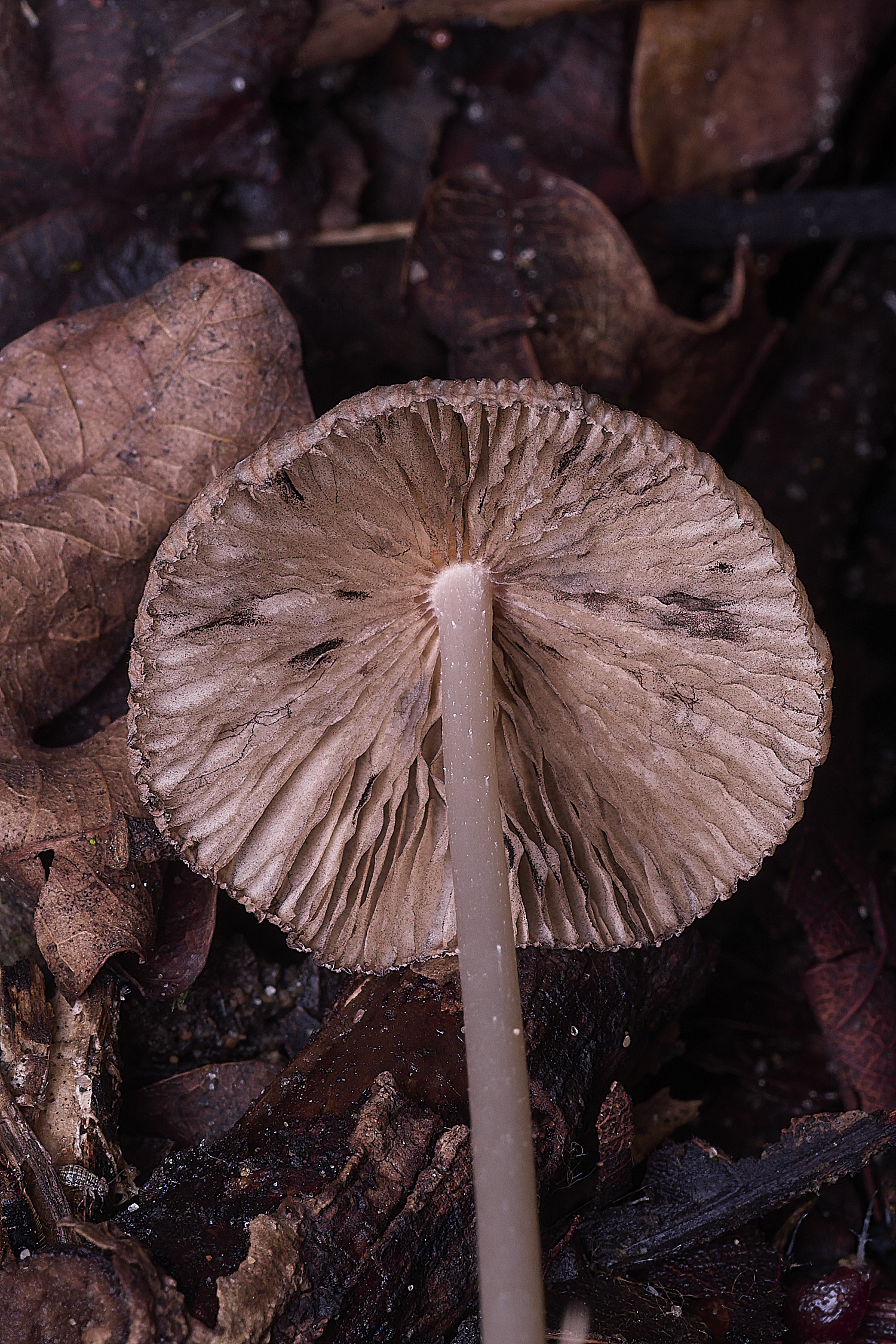 ThompsonCommon?2270725-2