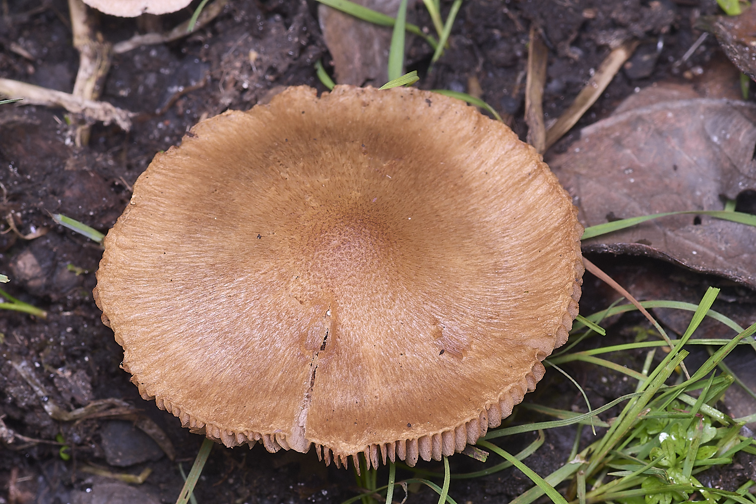 ThompsonCommon?3270725-1