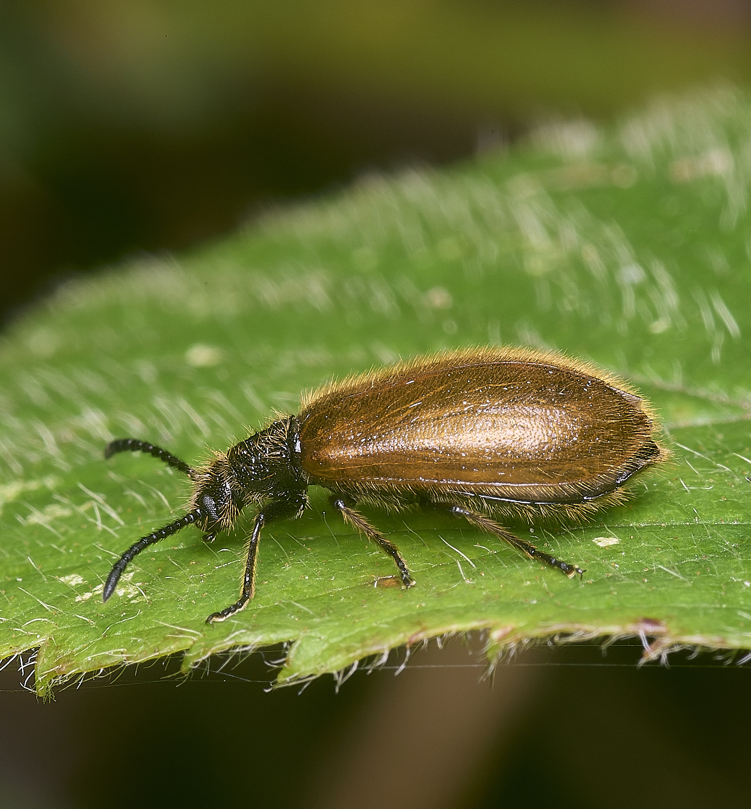 ThompsonCommonBeetle270725-1