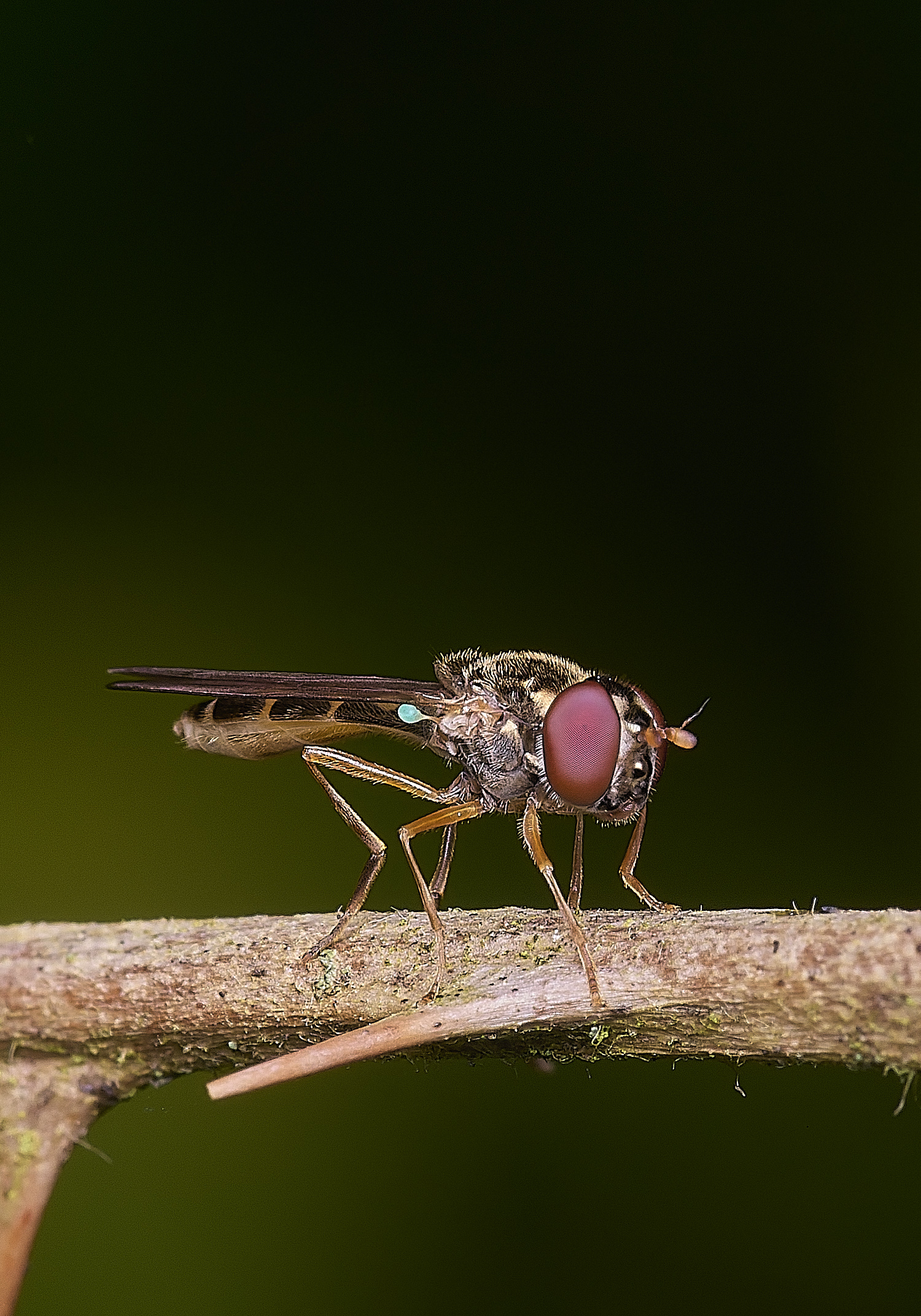 ThompsonCommonBhaca270725-1