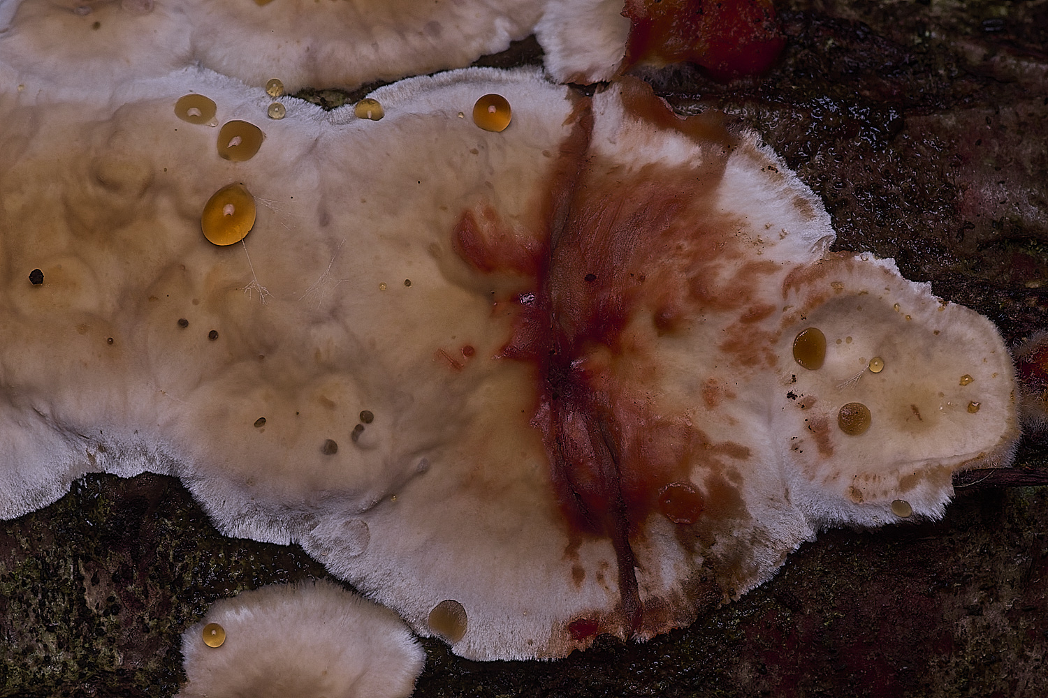 ThompsonCommonBleedingBroadleafCrust270725-1