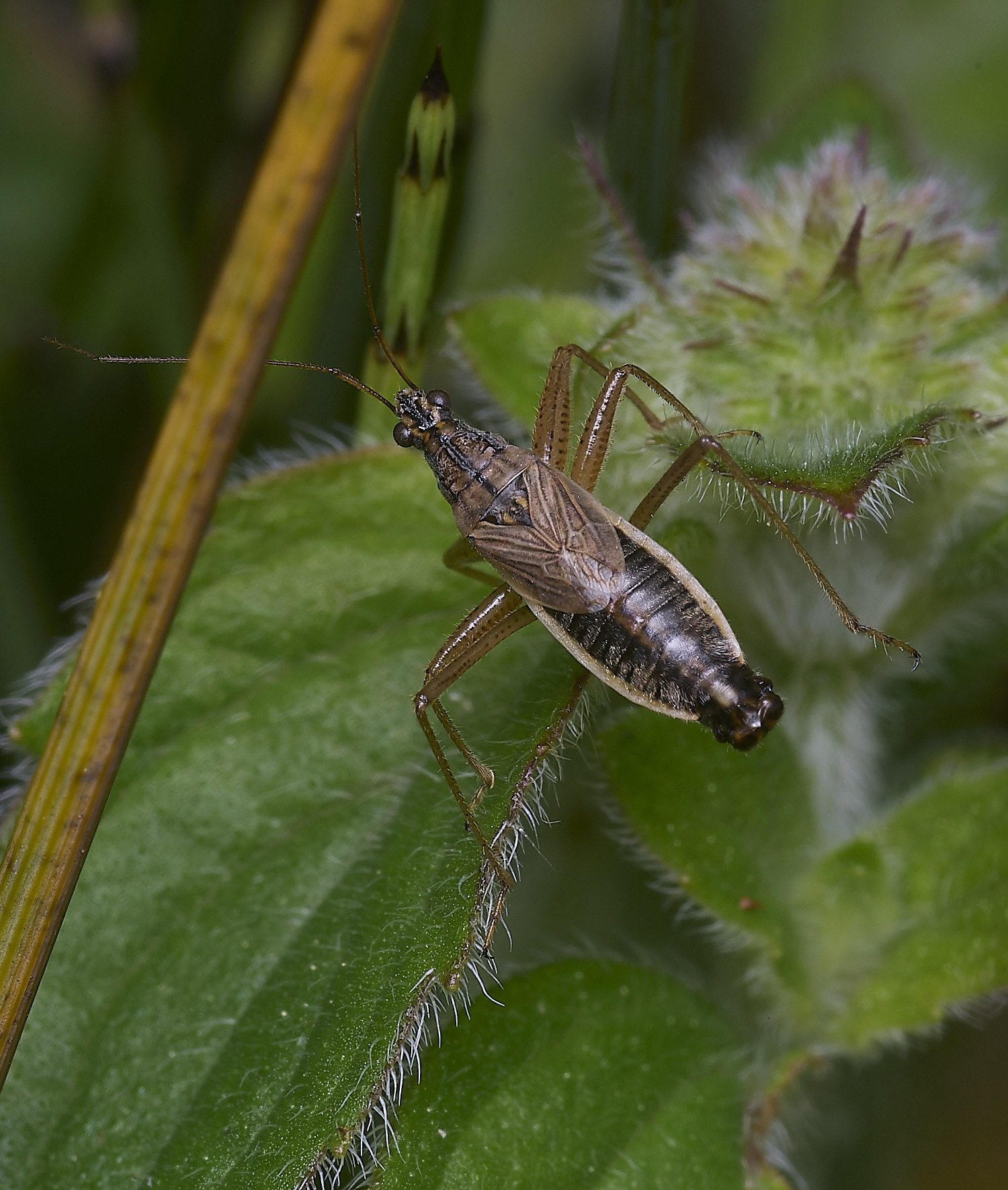 ThompsonCommonBroadDamselBug270725-1