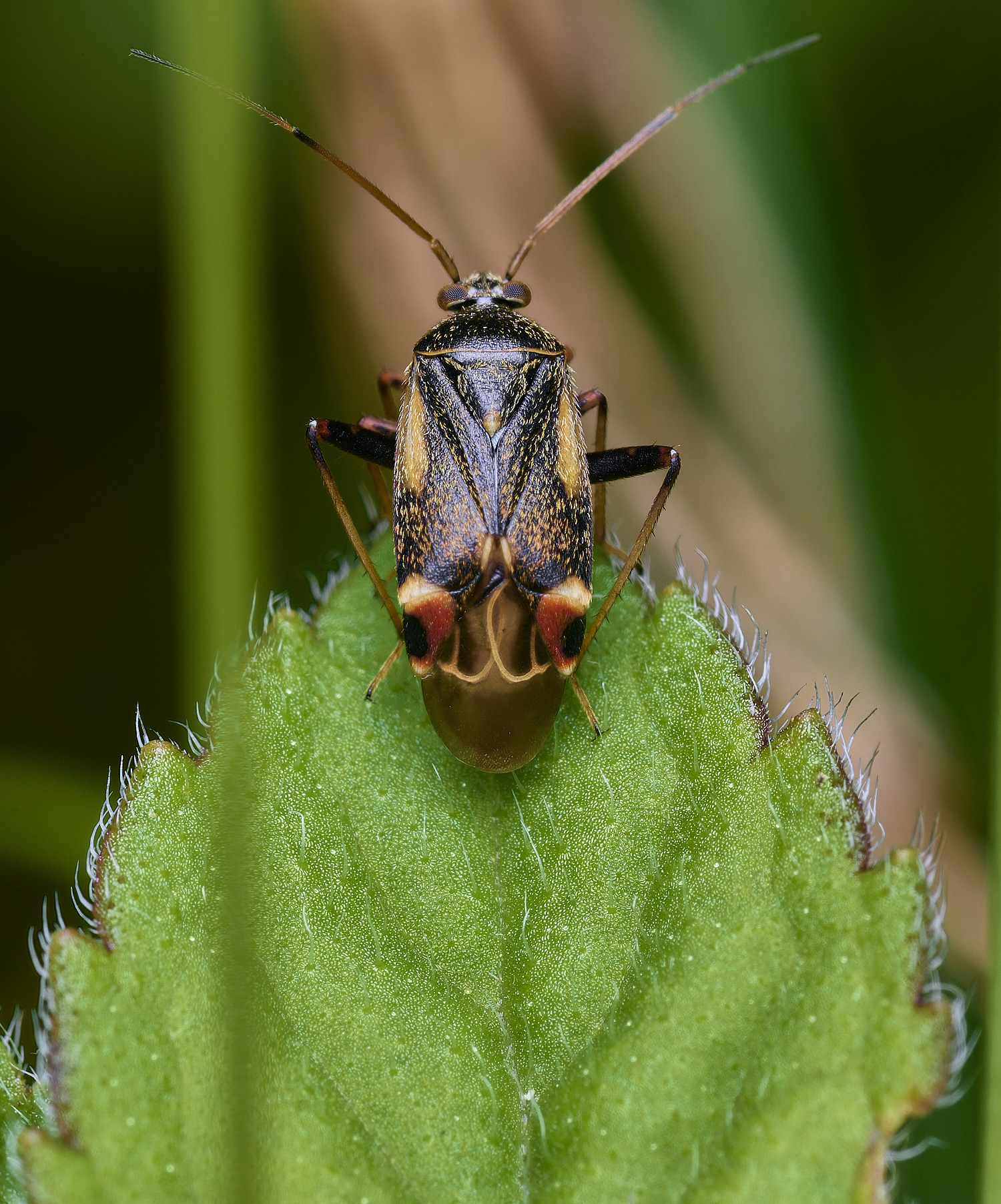 ThompsonCommonBug2270725-1