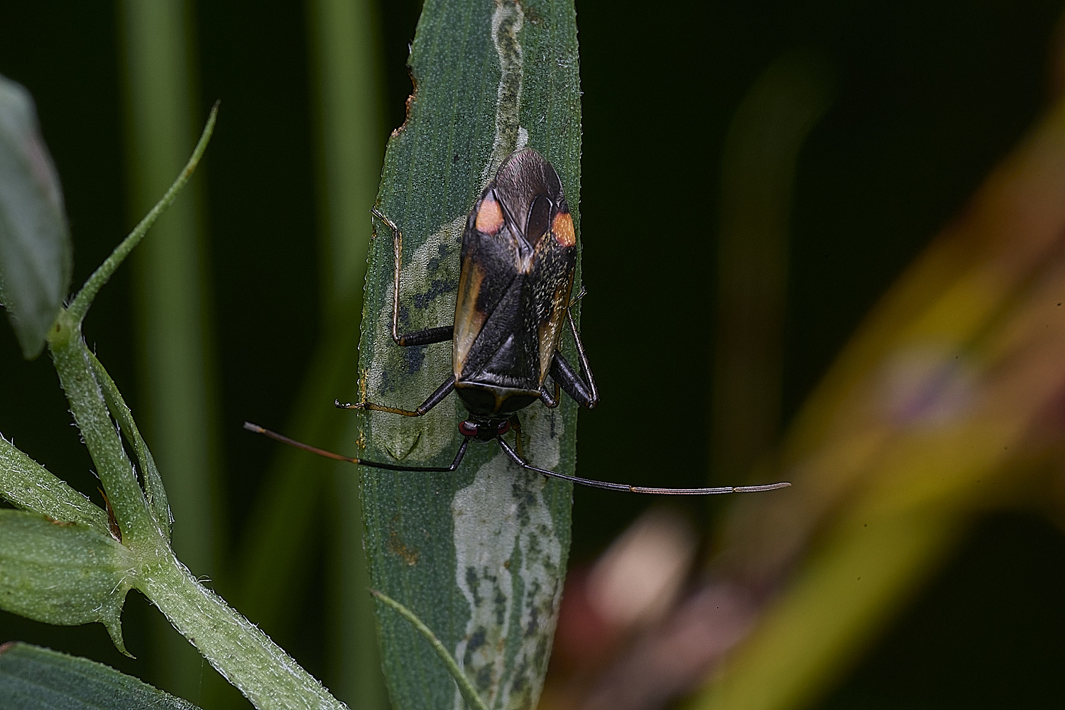 ThompsonCommonBugSp270725-3