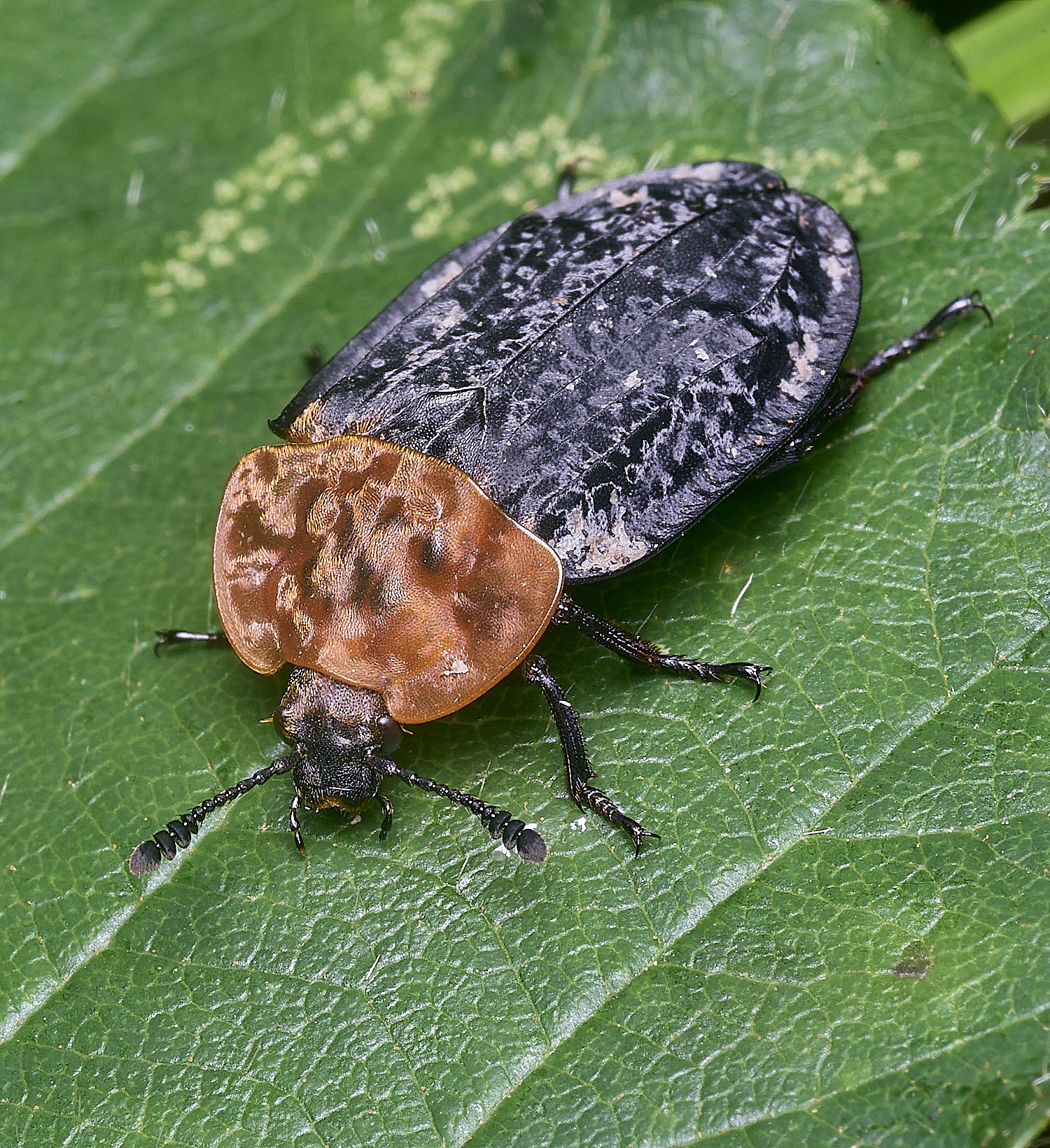 ThompsonCommonCarrionBeetle270725-2