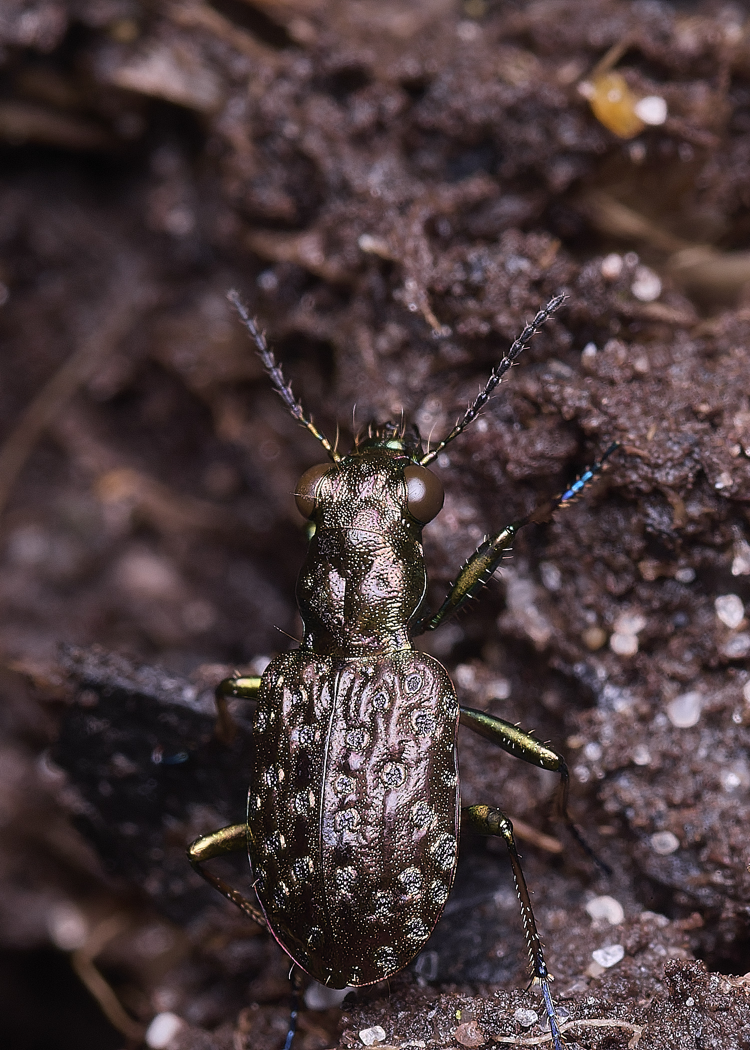 ThompsonCommonCopperPeacock270725-1
