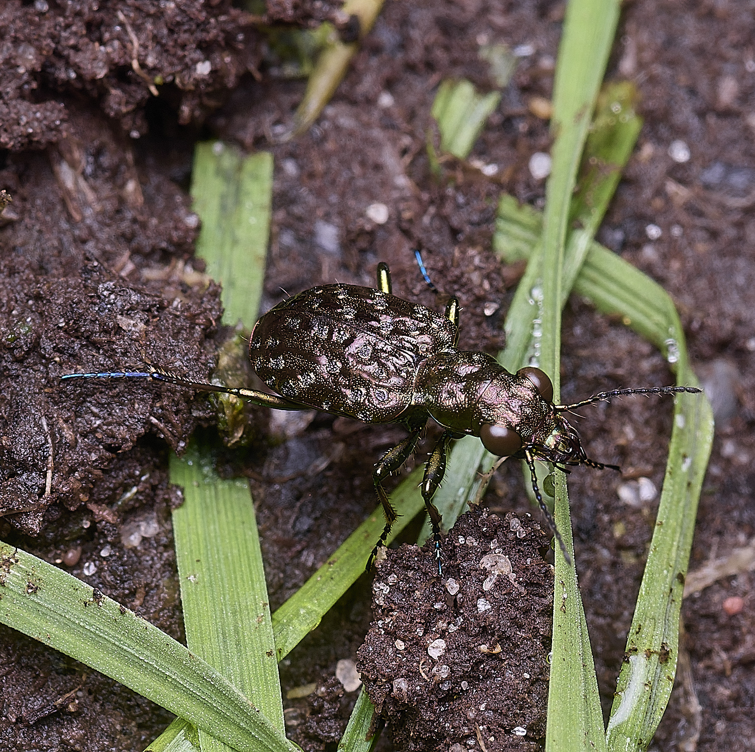 ThompsonCommonCopperPeacock270725-3