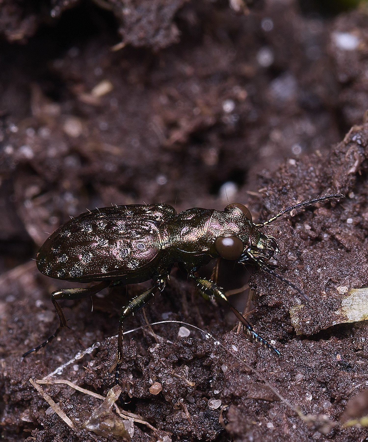 ThompsonCommonCopperPeacock270725-4