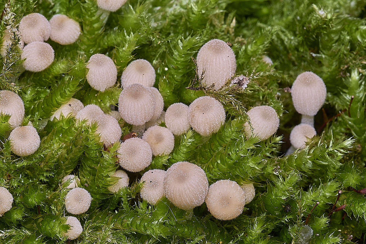 ThompsonCommonFairyInkcap270725-1