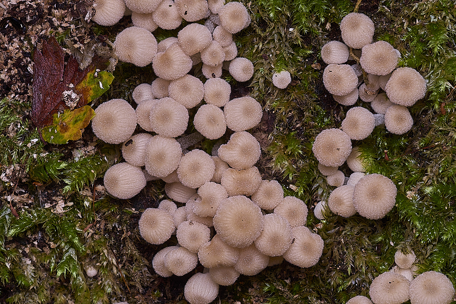 ThompsonCommonFairyInkcap270725-2