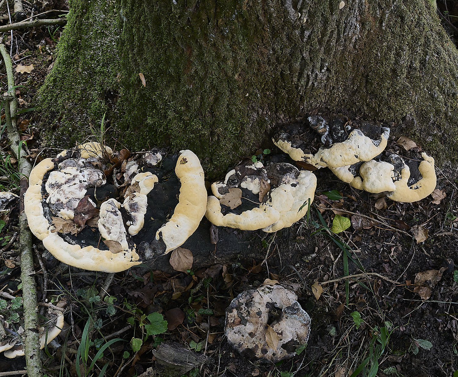 ThompsonCommonGanoderma270725-1