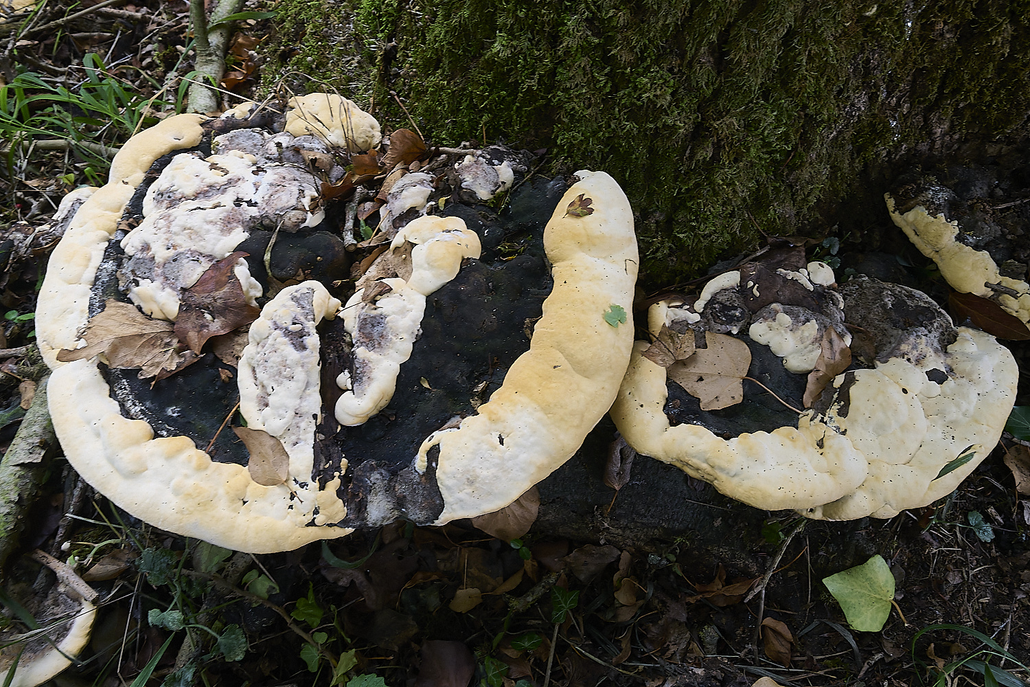 ThompsonCommonGanoderma270725-4