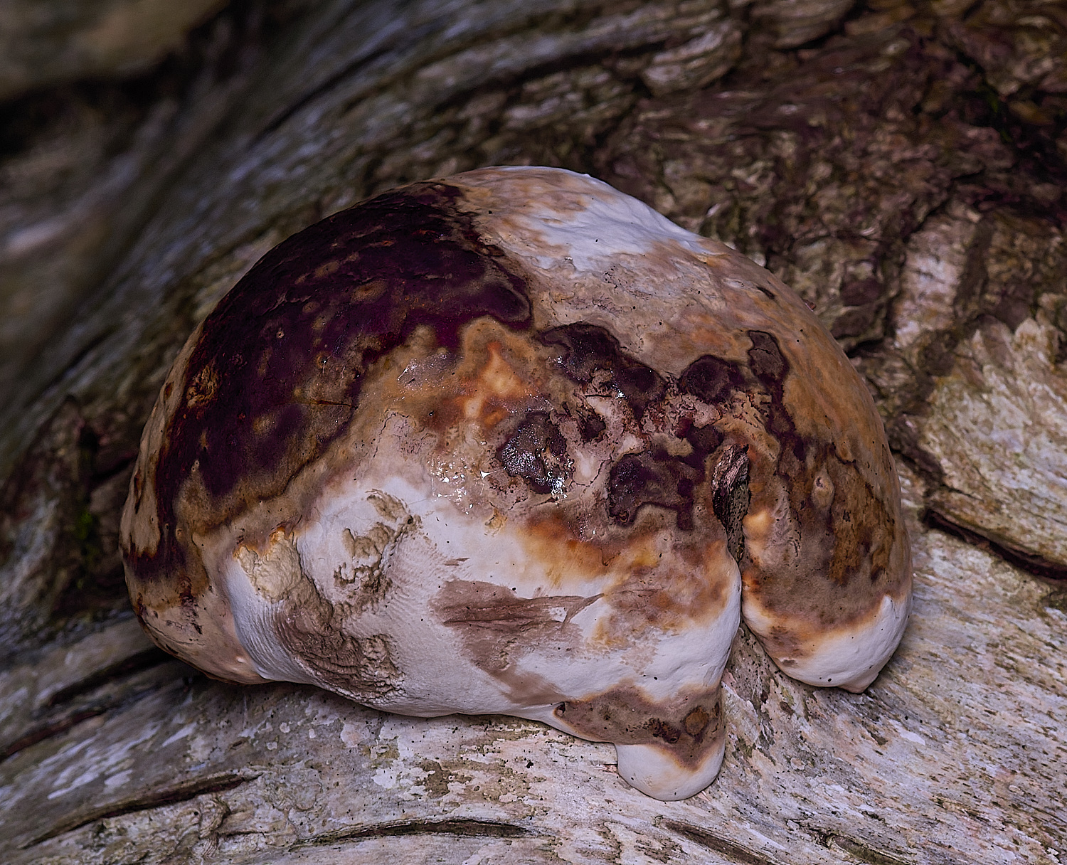 ThompsonCommonHoofFungus270725-1