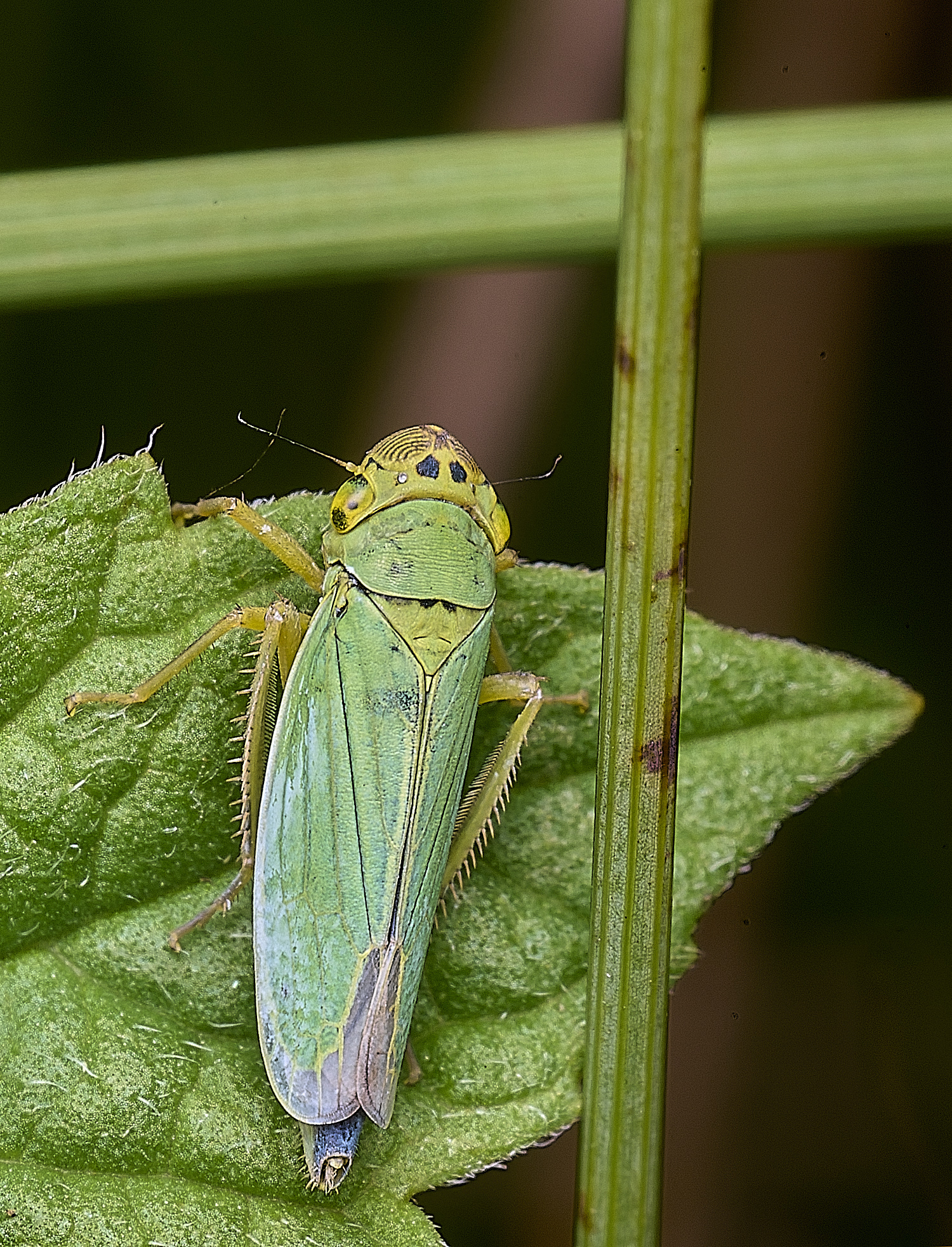 ThompsonCommonHopper270725-2