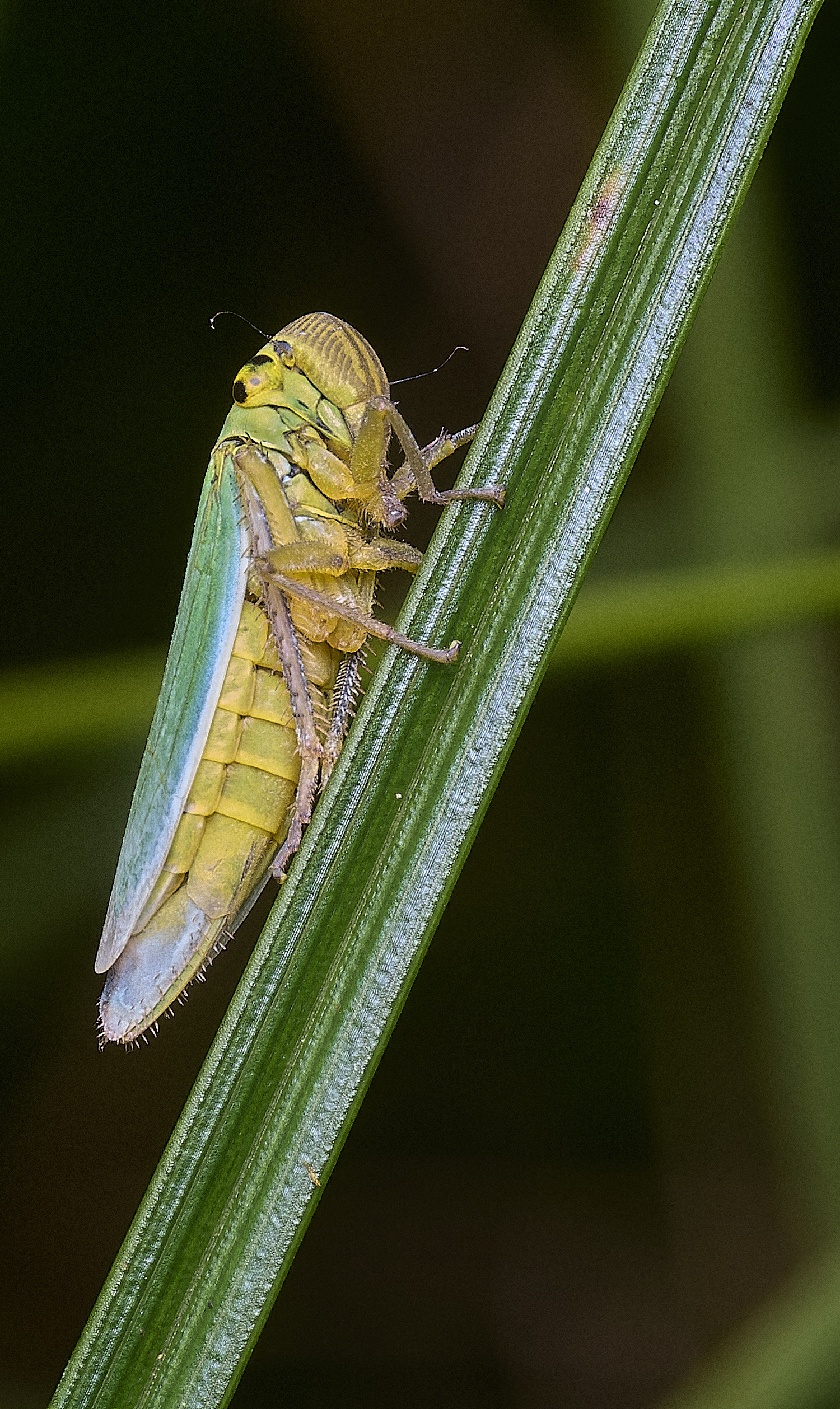 ThompsonCommonHopper270725-4