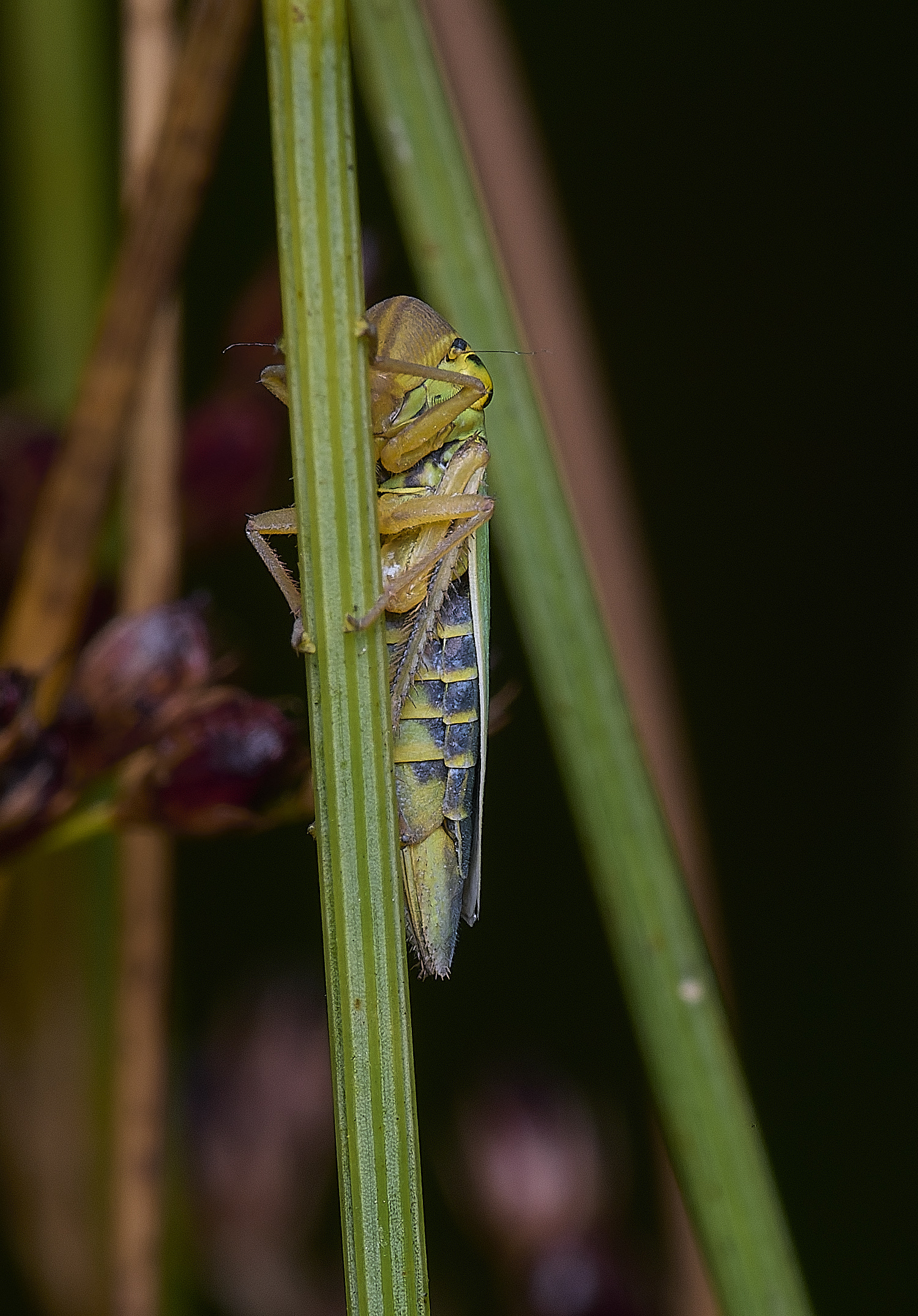 ThompsonCommonHopper270725-6