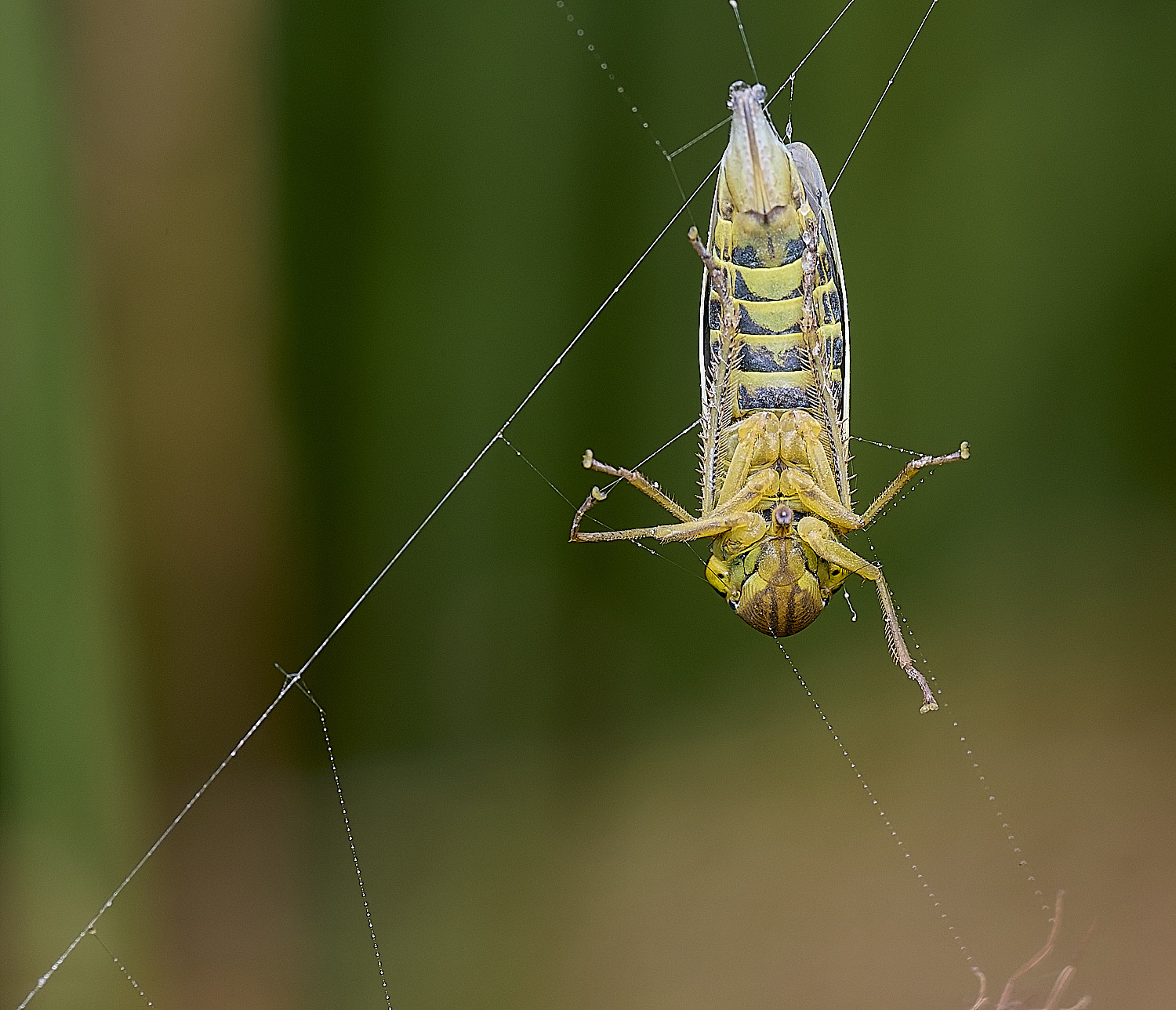 ThompsonCommonHopper270725-7